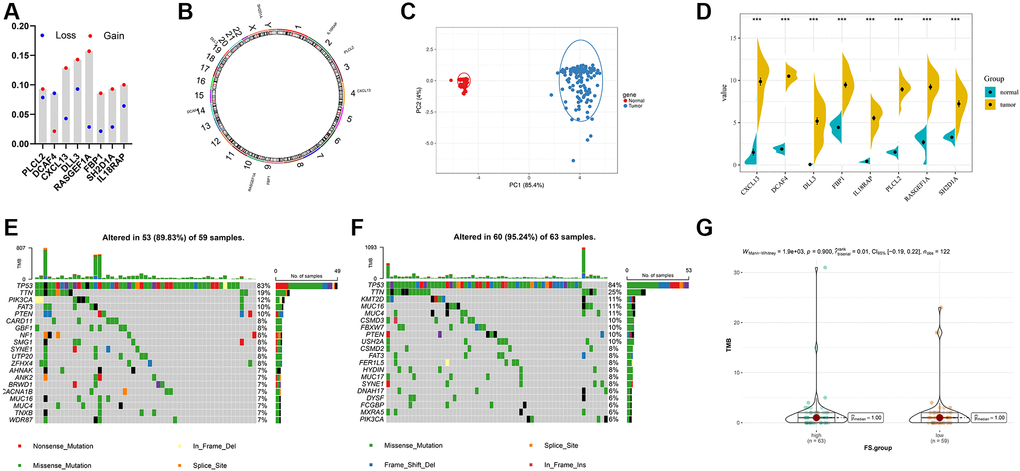 Landscape of genetic and expression variation of FS in TNBC. (A) The CNV variation frequency of FS gene signatures in TNBC-TNBC cohort. (B) The location of CNV alteration of FS gene signatures on 23 chromosomes in TCGA-TNBC cohort. (C) Principal component analysis for the expression profiles of 8 FS gene signatures to distinguish tumors from normal samples in TCGA-TNBC cohort. (D) The expression of 8 FS gene signatures between normal and tumor tissues. (E, F) The waterfall plot of tumor somatic mutation of the low- (E) and high-FS subgroups (F) in TCGA-TNBC cohort. (G) The TMB status between the low- and high-FS subgroups in TCGA-TNBC cohort.