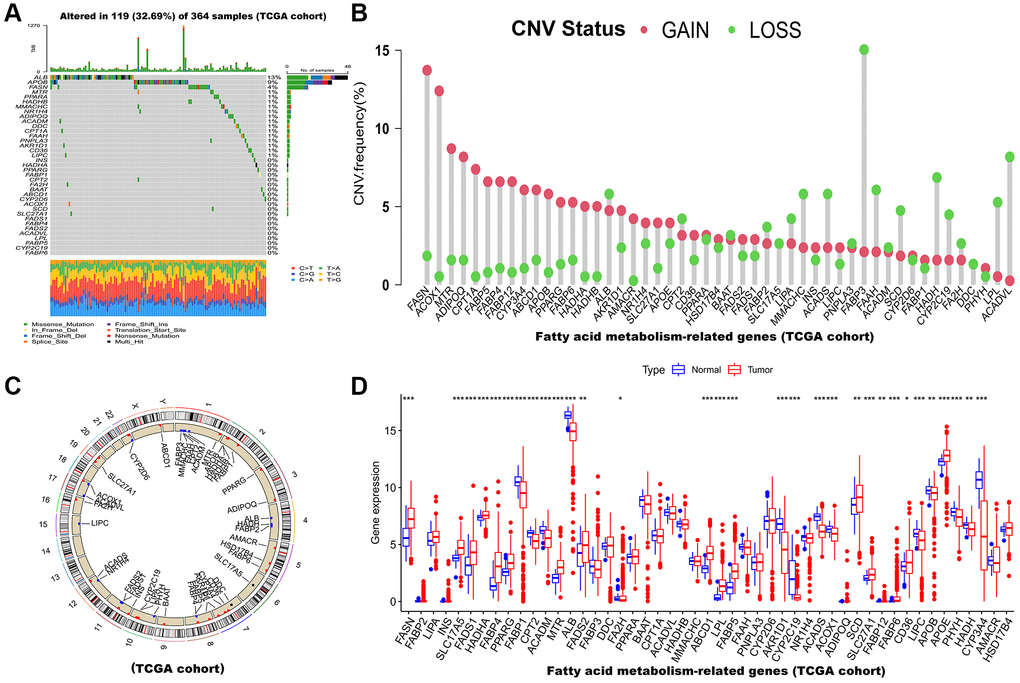 Multi-omics landscape of FAM-related genes in HCC based on TCGA cohort. (A) The mutation frequency of 49 FAMs in TCGA-LIHC cohort. Each column of the figure represents an individual patient. (B) The CNV variation frequency of FAMs (Red and green plots separately represent CNV gain and CNV loss). (C) Locations of CNV alterations in FAMs on 23 chromosomes. (D) The mRNA expression levels of 49 FAMs between HCC and normal tissues. Abbreviations: FAM: fatty acid metabolism; HCC: hepatocellular carcinoma; FAMs: fatty acid metabolism-related genes; TCGA: The Cancer Genome Atlas; LIHC: liver hepatocellular carcinoma; CNV: copy number variant. *p **p ***p 