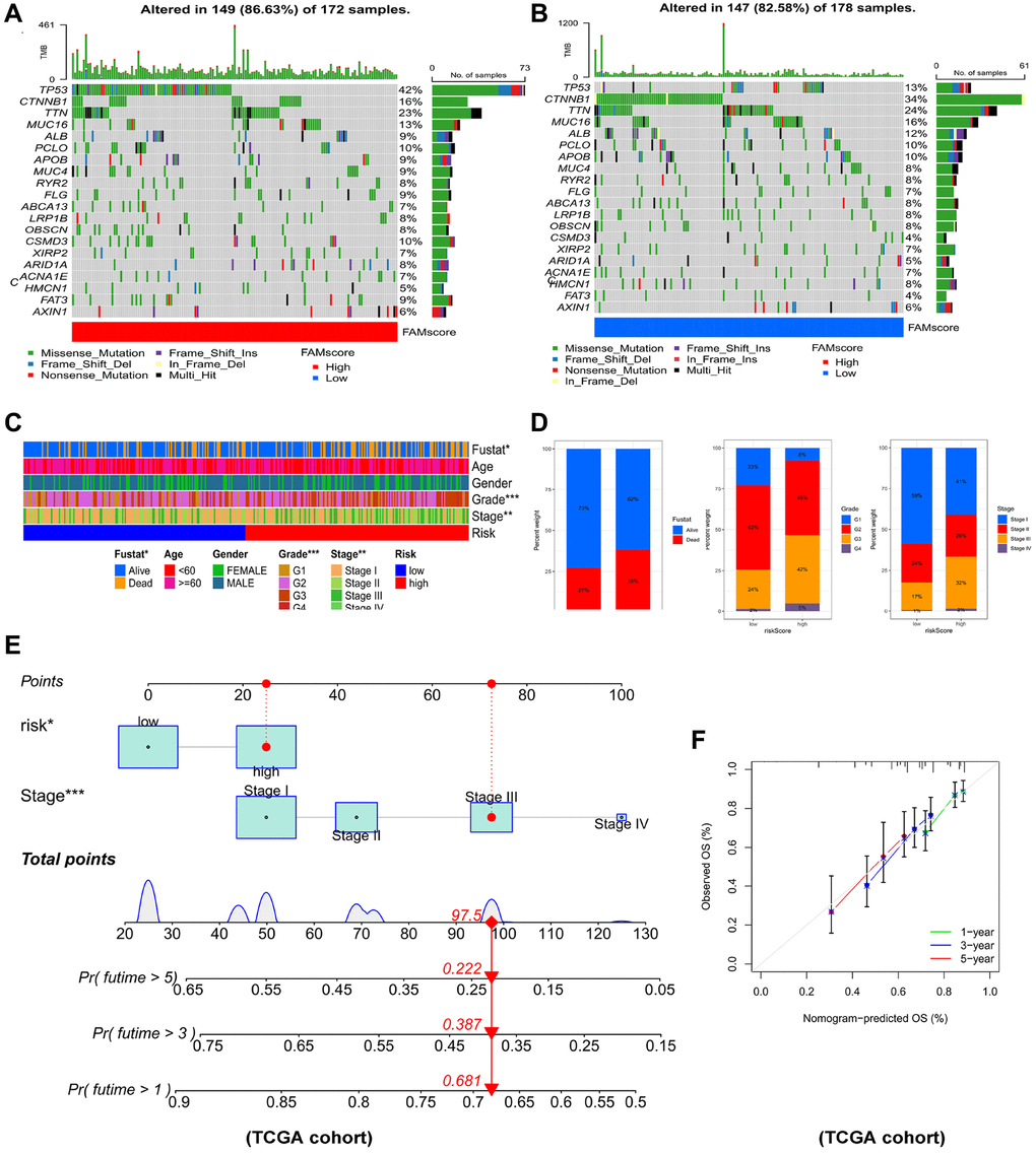 Connections between prognostic risk model and clinical characteristics of HCC patients. The waterfall plot of tumor somatic mutation established in (A) high risk group and (B) low risk group. (C) The heatmap of the model and clinical characteristics in TCGA-LIHC cohort. (D) Stacked bar plot of HCC survival state, pathological grade and tumor stage. (E) Nomogram for predicting the 1-,3- and 5- year OS of HCC patients. (F) Calibration curve of the program for predicting of 1-,3- and 5-year OS of HCC patients.