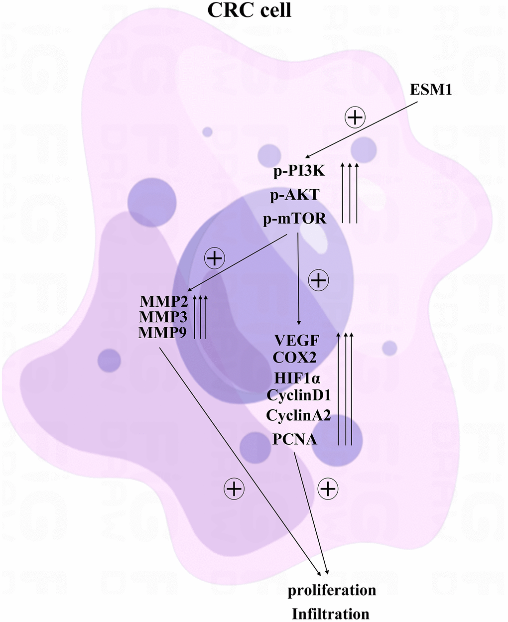 ESM1 may affect the proliferation of CRC cells through the PI3K/Akt/mTOR pathway.