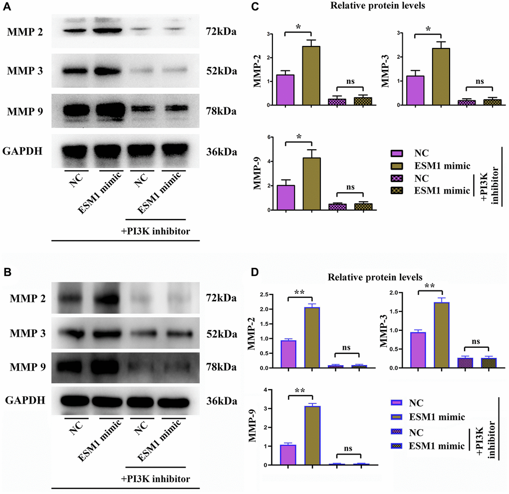 Expressions of MMPs in each group. (A, B) Relative protein expressions of MMP-2, MMP-3 and MMP-9 in ESM1-NC group, ESM1-mimic group, ESM1-NC + PI3K inhibitor group and ESM1-mimic + PI3K inhibitor group. (C, D) Statistics for MMP protein expressions. *p **p 