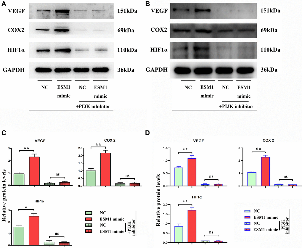 Relative expressions of angiogenesis-associated proteins in each group. (A, B) Relative protein expressions of VEGF, COX-2 and HIF-1α in ESM1-NC group, ESM1-mimic group, ESM1-NC + PI3K inhibitor group and ESM1-mimic + PI3K inhibitor group. (C, D) Statistics for VEGF, COX-2 and HIF-1α protein expressions. *p **p 