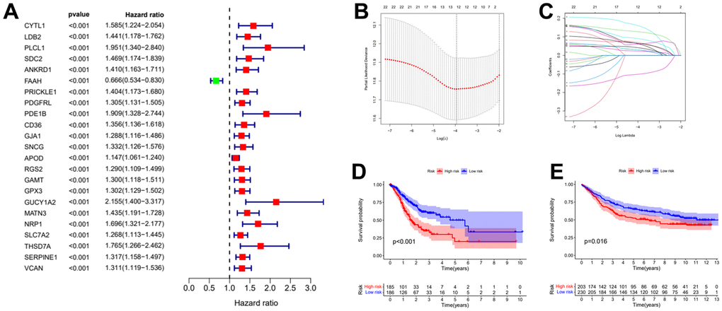 Establishment of risk prognostic model. (A) Univariate Cox regression analysis preliminary screening results. (B) Partial likelihood deviance was plotted versus log (Lambda). The vertical dotted line indicates the lambda value with the minimum error and the largest lambda value. (C) LASSO coefficient profiles of the genes screening by univariate Cox regression analysis. (D) The patient samples from TCGA were divided into high and low risk groups based on risk score and the OS of the groups were analyzed using Kaplan-Meier. (E) OS analysis of high and low risk groups from the GEO samples. LASSO: least absolute shrinkage and selection operator. OS: overall survival.