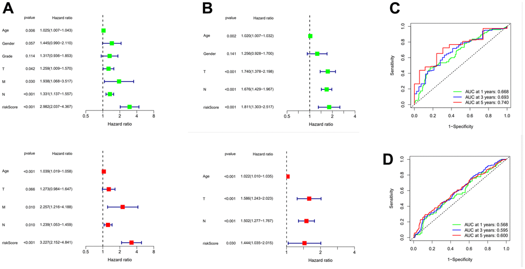 Evaluation of risk model and time-dependent ROC curve analysis. (A) Univariate and Multivariate Cox analysis of risk score and clinical characteristics in TCGA. (B) Univariate and Multivariate Cox analysis of risk score and clinical characteristics in GEO. (C) ROC curve analysis in TCGA. (D) ROC curve analysis in GEO. ROC: Receiver operating characteristic curve.