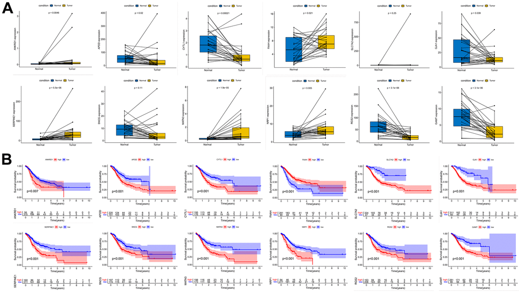 Paired expression analysis and survival curve analysis of risk genes. (A) Risk gene expression pair analysis. (B) Risk gene survival curve analysis.