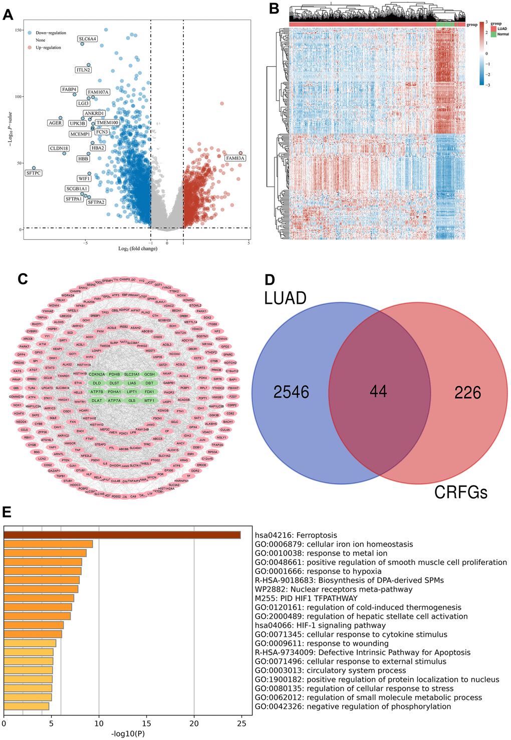 Acquisition and enrichment analysis of LUAD-related CRFGs. (A) Volcano plot, blue dots indicate genes significantly down-regulated in expression in LUAD samples compared to normal samples, and red dots indicate genes significantly up-regulated. (B) Heat map. (C) PPI network diagram of CRFGs, ferroptosis-related genes are shown with pink nodes and green nodes representing cuproptosis-related genes. (D) Venn diagram constructed by LUAD and CRFGs. (E) GO and KEGG enrichment analysis of LUAD-related CRFGs, with the longer columns representing higher enrichment.
