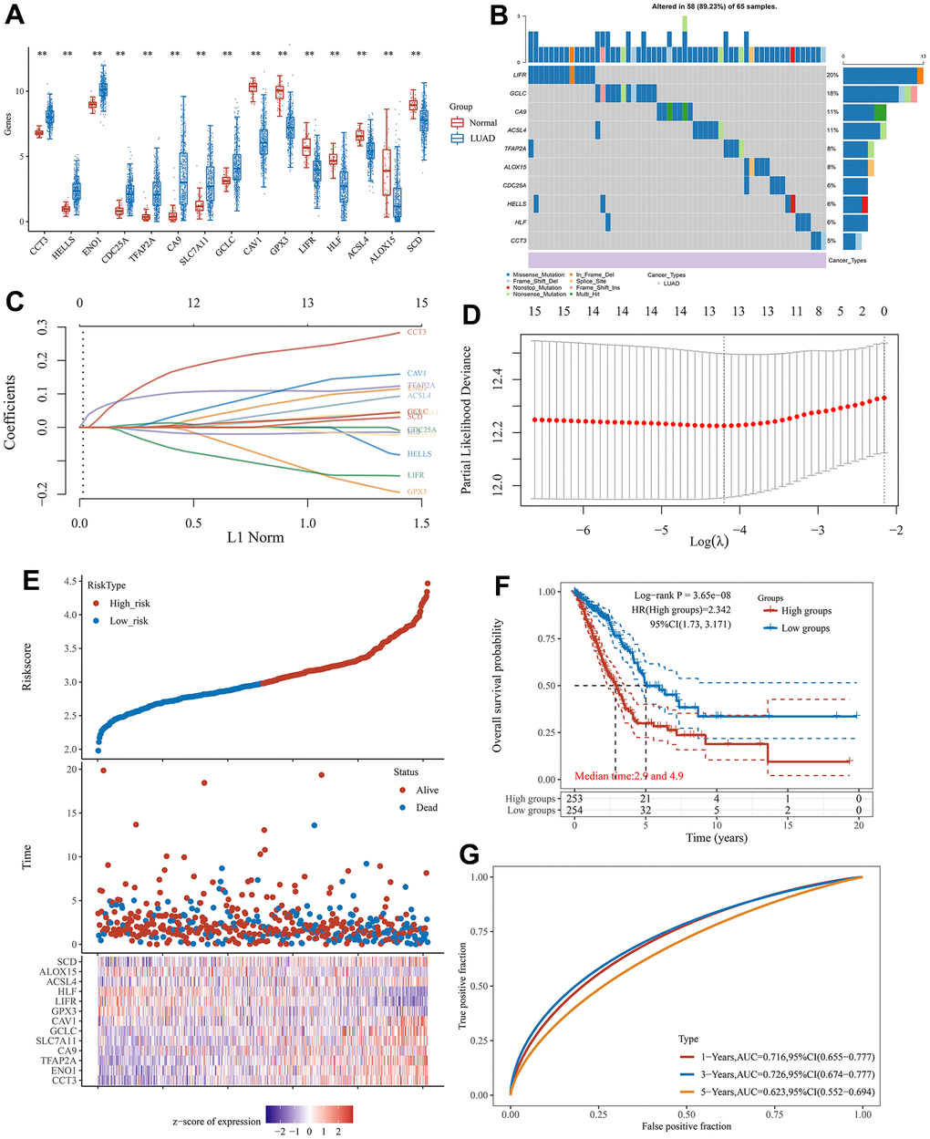 The prognostic signature associated with CRFGs. (A) Differential expression of 15 potentially prognostic CRFGs in LUAD samples and the normal samples. (B) Mutation landscape map of potentially prognostic CRFGs, showing SNV and genomic mutation types. (C, D) Prognostic signature established by LASSO Cox regression analysis. (E) Risk score distribution, patient survival status and CRFGs expression profile calculated by the prognostic signature. (F) Survival curves of LUAD patients in low- and high-risk groups. (G) ROC curves of the prognostic signature at 1, 3, and 5 years. *P 