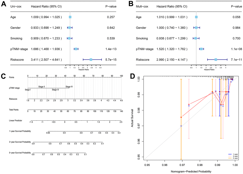 The prognostic signature-related nomogram. (A) Univariate Cox regression analysis. (B) Multivariate Cox regression analysis. (C) Nomogram for predicting the 1-, 3-, and 5-year OS of LUAD patients in the TCGA cohort. (D) Calibration curve to validate the established nomogram.
