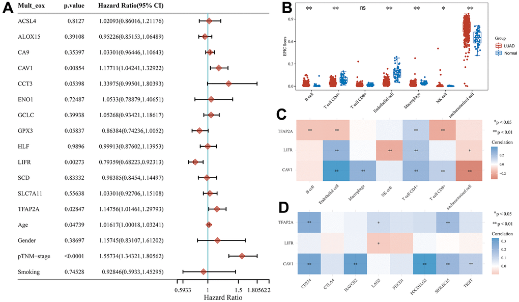 Potential prognostic biomarkers acquisition and immunoassay for CRFG in LUAD. (A) Multifactorial Cox regression analysis of CRFGs and associated clinical characteristics. (B) Immune scores in LUAD and normal tissues, the horizontal coordinate represents the types of immune cell infiltration and the vertical coordinate represents the distribution of immune scores in the two groups. (C) Heat map of correlation between potential prognostic biomarkers and immune scores, horizontal coordinates represent the type of immune cell infiltration, vertical coordinates represent genes. (D) Heat map of the correlation between the potential prognostic biomarkers and common immune checkpoints, horizontal coordinates represent immune checkpoints and vertical coordinates represent biomarkers.