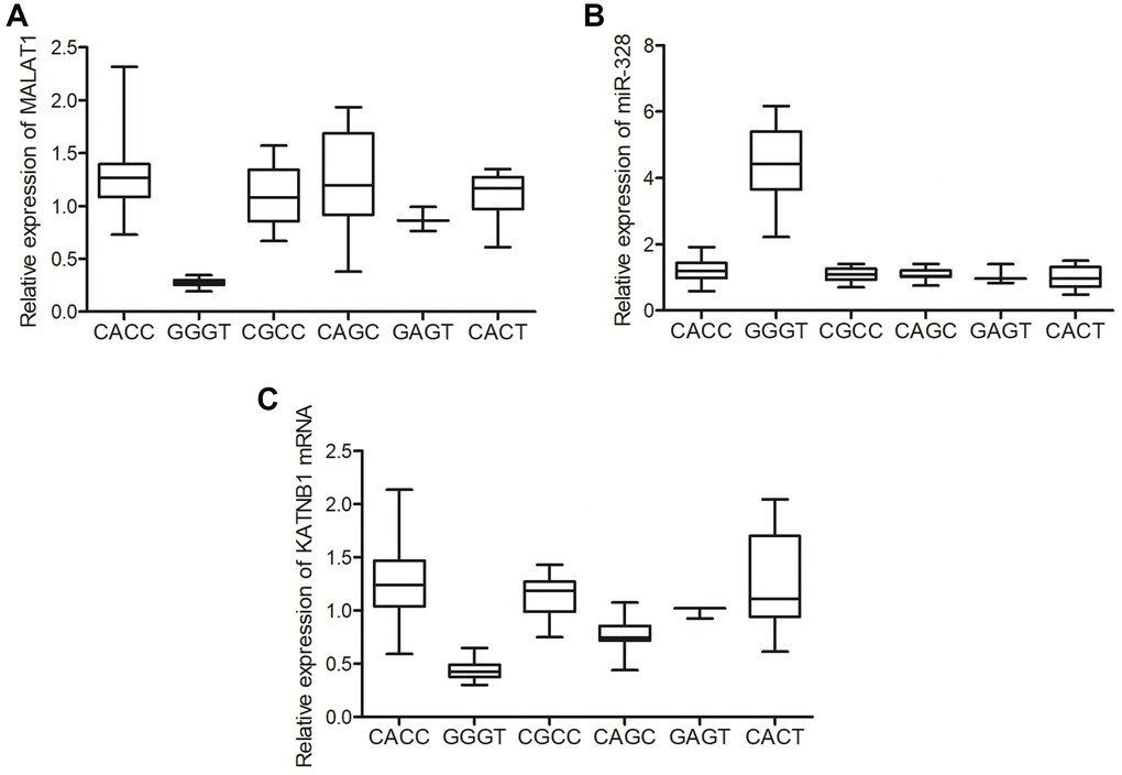 The GGGT genotype of MALAT1 was correlated with suppressed expression of MALAT1 and elevated expression of miR-328 in the tissue samples of lung cancer patients. (A) The expression of MALAT1 was suppressed in the tissue samples of lung cancer patients carrying the GGGT genotype of MALAT1. (B) The expression of miR-328 was activated in the tissue samples of lung cancer patients carrying the GGGT genotype of MALAT1. (C) The expression of KATNB1 mRNA was suppressed in the tissue samples of lung cancer patients carrying the GGGT genotype of MALAT1.