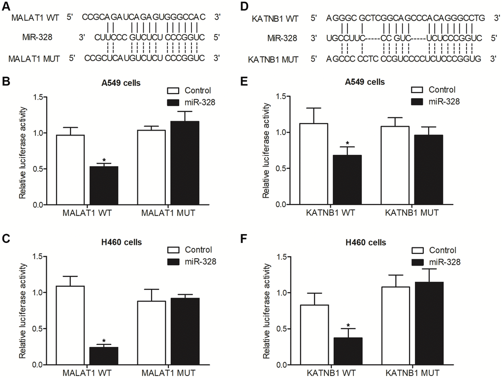 The luciferase activities of MALAT1 and KATNB1 were suppressed by miR-328 in A549 and H460 cells (*p value  (A) Sequence analysis indicated the binding of miR-328 to MALAT1. (B) The luciferase activity of wild type MALAT1 was suppressed by miR-328 in A549 cells. (C) The luciferase activity of wild type MALAT1 was suppressed by miR-328 in H460 cells. (D) Sequence analysis indicated the binding of miR-328 to KATNB1. (E) The luciferase activity of wild type KATNB1 was suppressed by miR-328 in A549 cells. (F) The luciferase activity of wild type KATNB1 was suppressed by miR-328 in H460 cells.