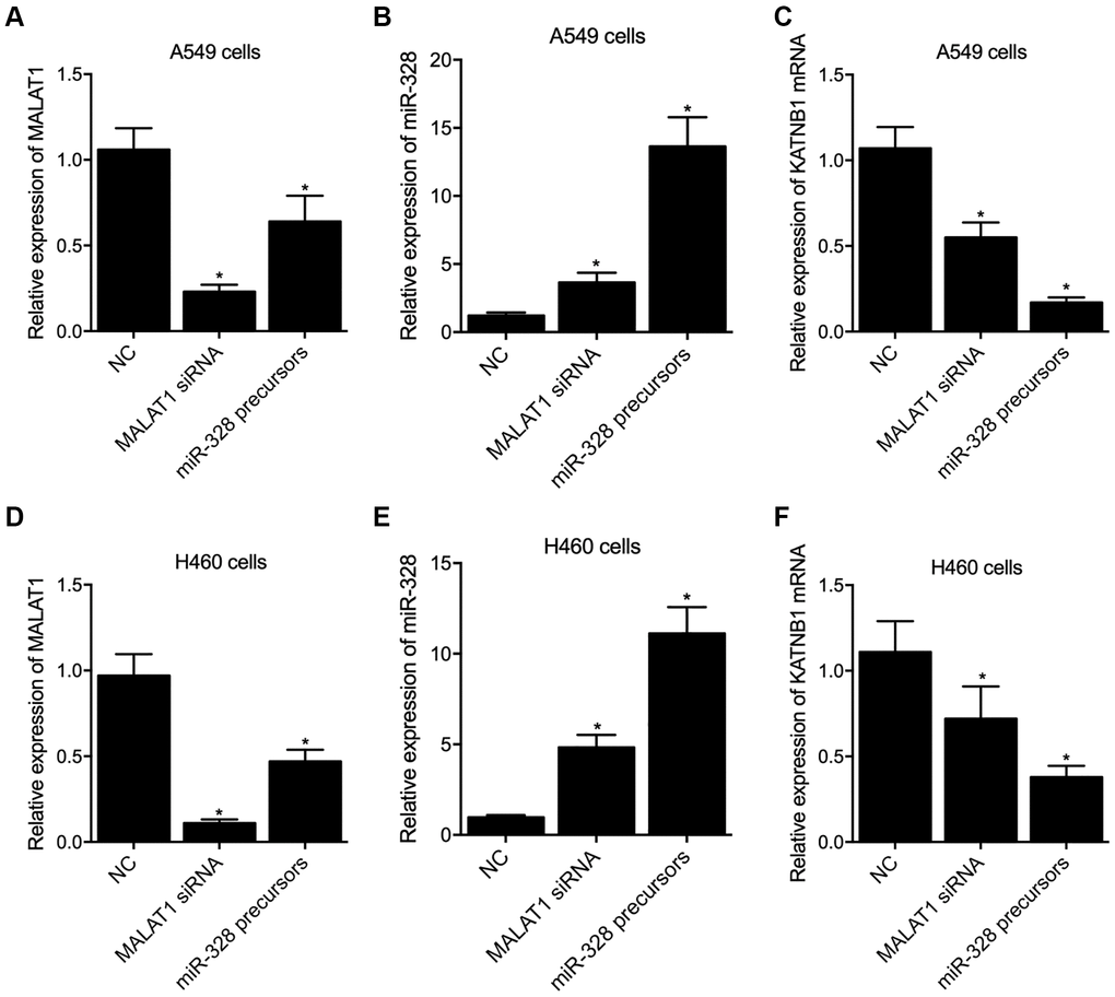 Knockdown of MALAT1 and overexpression of miR-328 suppressed the expression of KATNB1 in A549 and H460 cells (*p value  (A) The expression of MALAT1 was inhibited by MALAT1 siRNA and miR-328 precursors in A549 cells. (B) The expression of miR-328 was activated by MALAT1 siRNA and miR-328 precursors in A549 cells. (C) The expression of KATNB1 mRNA was inhibited by MALAT1 siRNA and miR-328 precursors in A549 cells. (D) The expression of MALAT1 was inhibited by MALAT1 siRNA and miR-328 precursors in H460 cells. (E) The expression of miR-328 was activated by MALAT1 siRNA and miR-328 precursors in H460 cells. (F) The expression of KATNB1 mRNA was inhibited by MALAT1 siRNA and miR-328 precursors in H460 cells.