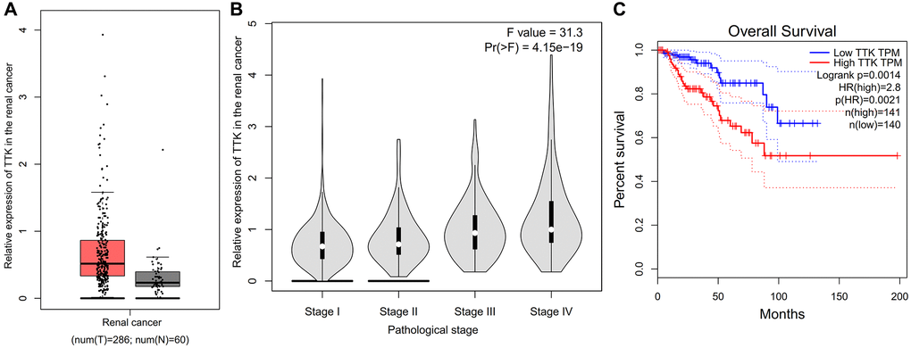 Role of TTK on the renal cancer. (A) Comparison of expression of TTK between normal and renal cancer. (B) Correlation between expression of TTK and the pathological stage of renal cancer. (C) Overall survival of renal cancer.