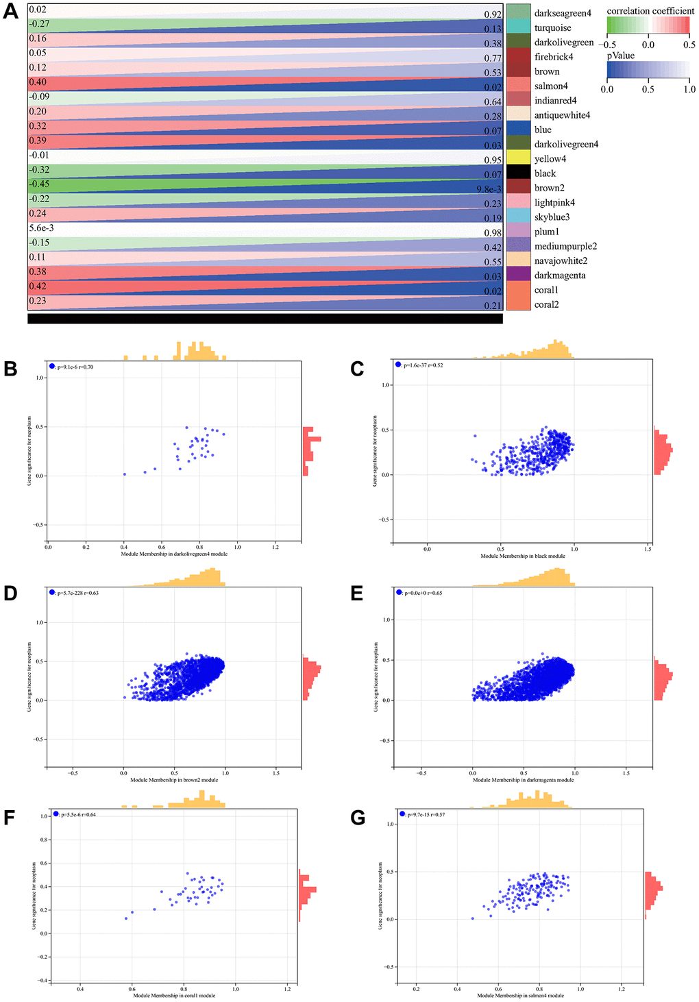 WGCNA analysis. (A) relationship between module and clinical manifestations of ovarian cancer; (B) Module Membership in darkolivegreen4 module: p = 9.1e-6, r = 0.70; (C) Module Membership in black module: p = 1.6e-37, r = 0.52; (D) Module Membership in brown2 module: p = 5.7e-228, r = 0.63; (E) Module Membership in darkmagenta module: p = 0.0e + 0, r = 0.65; (F) Membership in coral1 module: p = 5.5e-6, r = 0.64; (G) Membership in salmon4 module: p = 9.7e-15, r = 0.57.