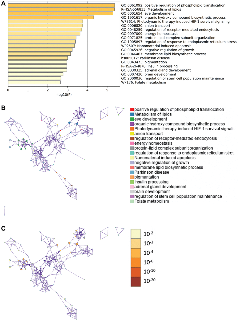 Metascape enrichment analysis. (A) Enrichment of GO; (B) Enrichment networks colored by enrichment terms; (C) Enrichment networks colored by P-value.