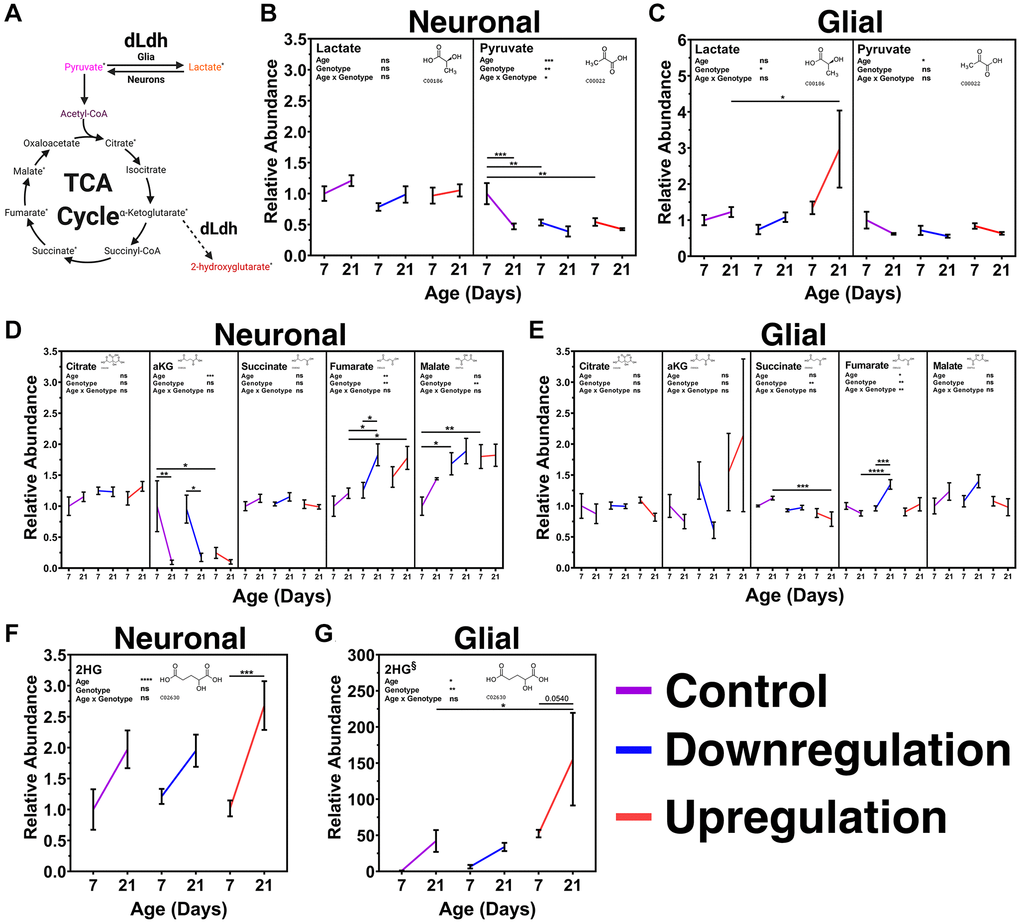 Metabolite analysis of transgenic male fly heads aged 7 and 21 days with altered expression of neuronal or glial dLdh revealed alterations in lactate, pyruvate, TCA cycle intermediates, and 2HG levels relative to control flies. (A) Metabolic pathway connections with metabolites produced by dLdh canonical [Pyruvate ↔ Lactate] and non-canonical [αKG→2HG] activity. Metabolites measured by gas chromatography-mass spectrometry (GC-MS) in the heads of transgenic male flies aged 7 and 21 days at 29°C are denoted by a superscript asterisk. (B) Neuronal dLdh manipulation does not impact lactate levels whereas pyruvate levels are reduced at 7 days of age nearly to the level of 21 days of age by both upregulation and downregulation. (C) Glial dLdh upregulation caused an increase in lactate but no effect on pyruvate levels. (D) Neuronal dLdh manipulation promotes alterations in select TCA cycle intermediates. Upregulation of dLdh lowered α-ketoglutarate (αKG) levels. Downregulation and upregulation of dLdh raised fumarate and malate levels. (E) Glial dLdh manipulation caused only slight alterations in TCA cycle intermediates. Citrate, αKG, and malate levels were unaltered. Upregulation of dLdh lowered succinate levels. Downregulation of dLdh raised fumarate levels at 21 days of age. (F) 2-hydroxyglutarate (2HG) levels are generally increased with age without any clear change due to neuronal dLdh manipulation. (G) The age-related increase in 2HG is exacerbated by glial dLdh upregulation but not by downregulation. Comparisons for each metabolite were done between genotype and age groups of neuronal and glial dLdh transgenic flies separately using two-way ANOVAs with Dunnet’s multiple comparisons with control for each age group and with Šídák’s multiple comparisons between age groups within each genotype. Effects of age, genotype, and age by genotype interaction are denoted on the top left of each graph. The structural formula for each metabolite were obtained from the Kyoto Encyclopedia of Genes and Genomes (KEGG) chemical compound database with associated C number below.