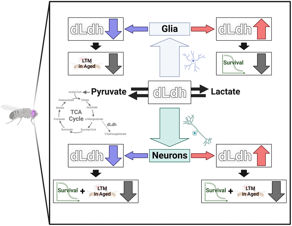 Graphical summary dLdh level was altered in neurons or glia in the brain of flies. Long-term courtship memory (LTM) was reduced in aged flies by increasing neuronal dLdh and decreasing neuronal or glial dLdh. Survival was reduced by increasing glial dLdh and decreasing neuronal or glial dLdh.