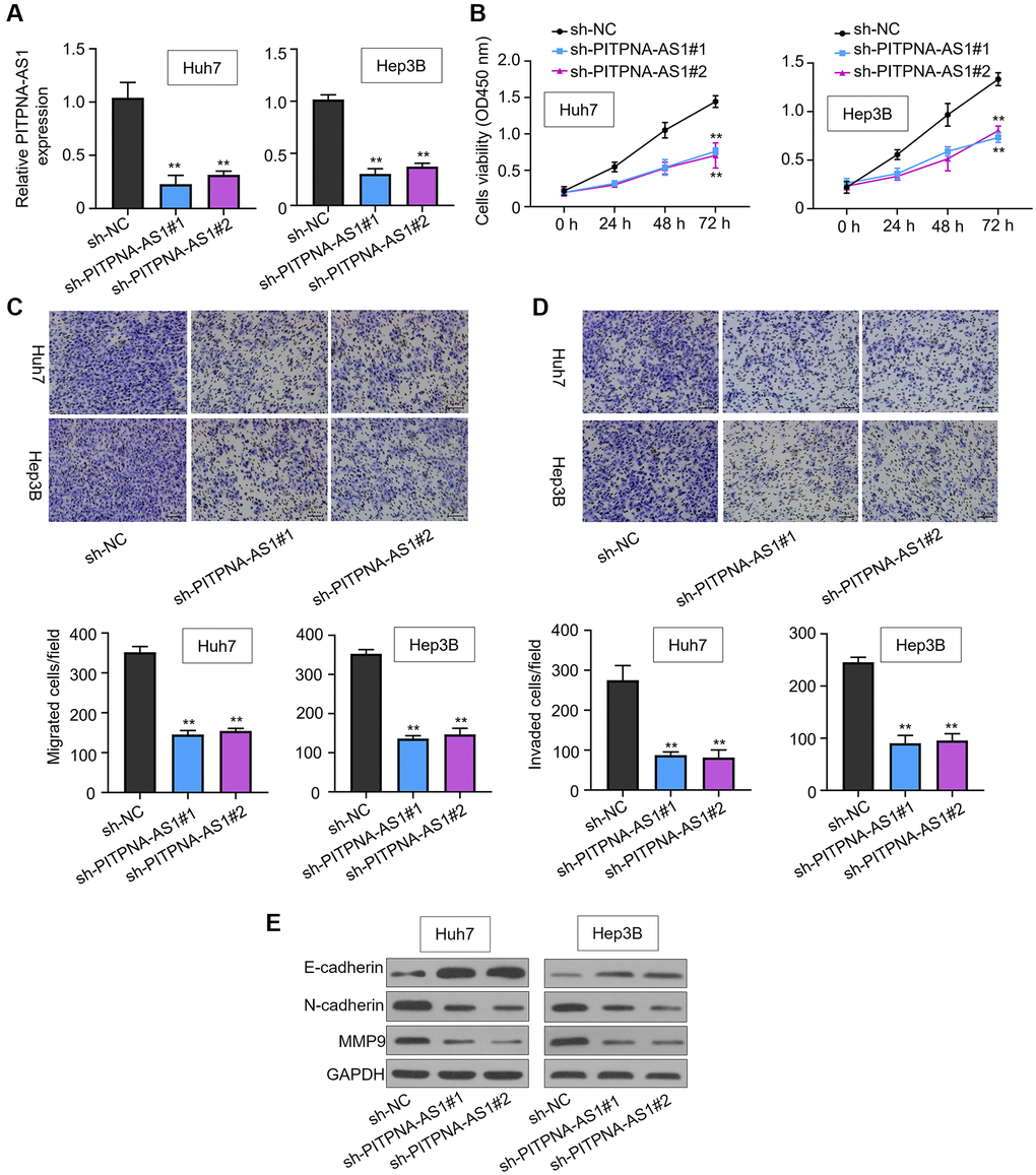 PITPNA-AS1 promotes cell proliferation, migration, and invasion in HCC. (A) PITPNA-AS1 mRNA levels in Huh7 and Hep3B cells transfected with sh-NC, sh-PITPNA-AS1#1, or sh-PITPNA-AS1#2 was determined by qRT-PCR. (B) Proliferation of Huh7 and Hep3B cells transfected with sh-NC, sh-PITPNA-AS1#1, or sh-PITPNA-AS1#2 was measured by the CCK-8 assay. (C and D) Migration and invasion capabilities of Huh7 and Hep3B transfected with sh-NC, sh-PITPNA-AS1#1, or sh-PITPNA-AS1#2 was assessed by the transwell assay. Magnification rate, 200×. (E) EMT-related protein levels in Huh7 and Hep3B cells transfected with sh-NC, sh-PITPNA-AS1#1, or sh-PITPNA-AS1#2 were determined by western blot. **P 