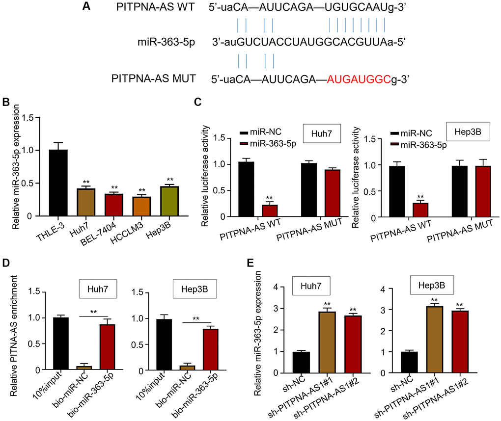PITPNA-AS1 sponges miR-363-3p in HCC cells. (A) A binding motif of miR-363-5p within PITPNA-AS1 predicted by StarBase3.0. (B) Relative mRNA level of miR-363-5p in four HCC cell lines (Huh7, BEL-7404, HCCLM3, and Hep3B) and the control cell line, THLE-3. (C) Luciferase activity in Huh7 and Hep3B cells transfected with miR-NC or miR-363-5p mimic. (D and E) Interaction between PITPNA-AS1 and miR-363-5p was determined by RIP and luciferase reporter assays. **P 
