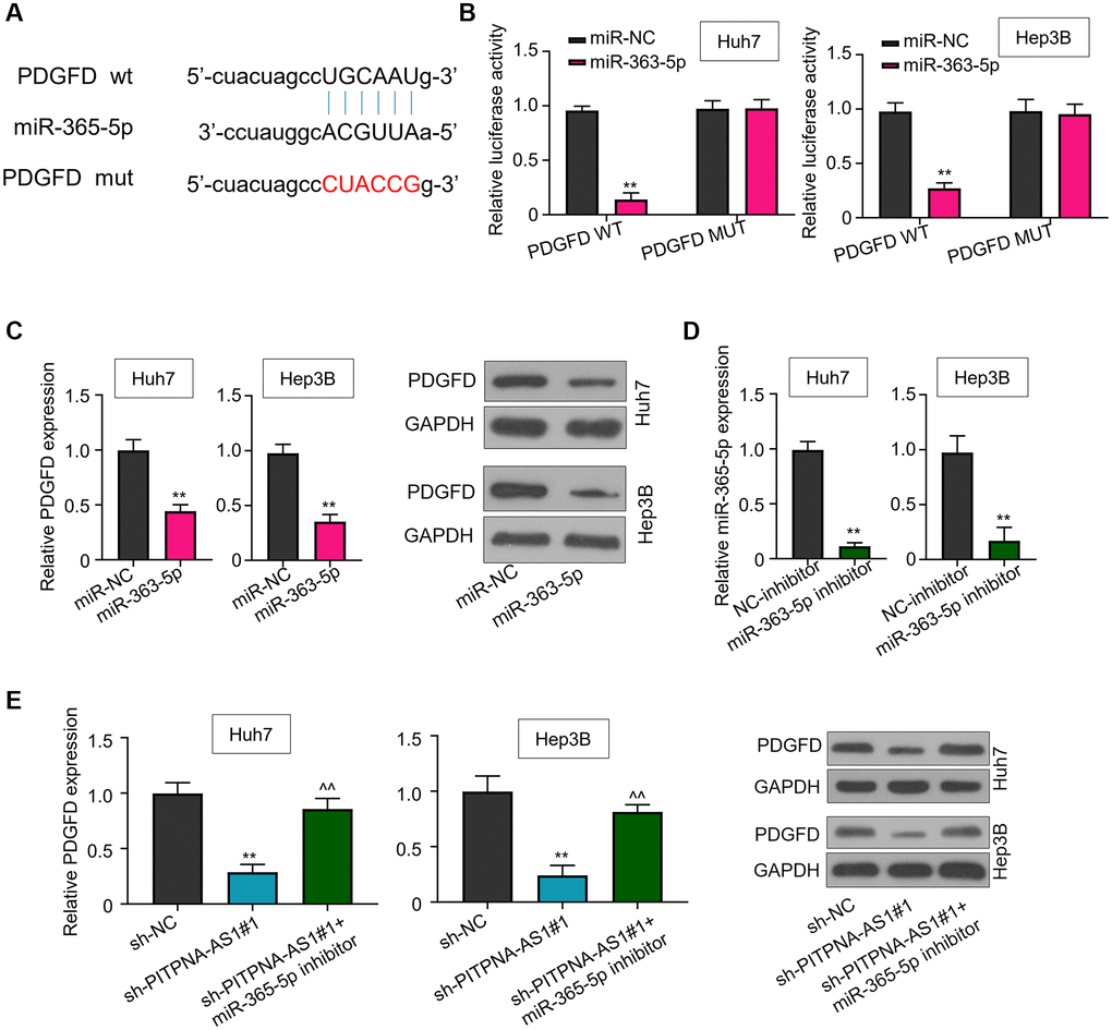 PDGFD is a downstream target of miR-363-3p. (A) A binding motif of PDGFD within miR-363-3p predicted byStarBase3.0 (http://starbase.sysu.edu.cn/). (B) Luciferase activity in Huh7 and Hep3B cells transfected with miR-NC or miR-363-5p mimic. (C) PDGFD levels in Huh7 and Hep3B cells treated with NC-inhibitor or miR-363-5p inhibitor. (D) Relative expression of miR-363-5p in Huh7 and Hep3B cells treated with NC-inhibitor or miR-363-5p inhibitor. (E) PDGFD expression levels in Huh7 and Hep3B cells transfected with sh-NC, sh-PITPNA-AS1#1, or sh-PITPNA-AS1#1+miR-363-5p inhibitor were quantified by qRT-PCR and western blot. **P ^^P 