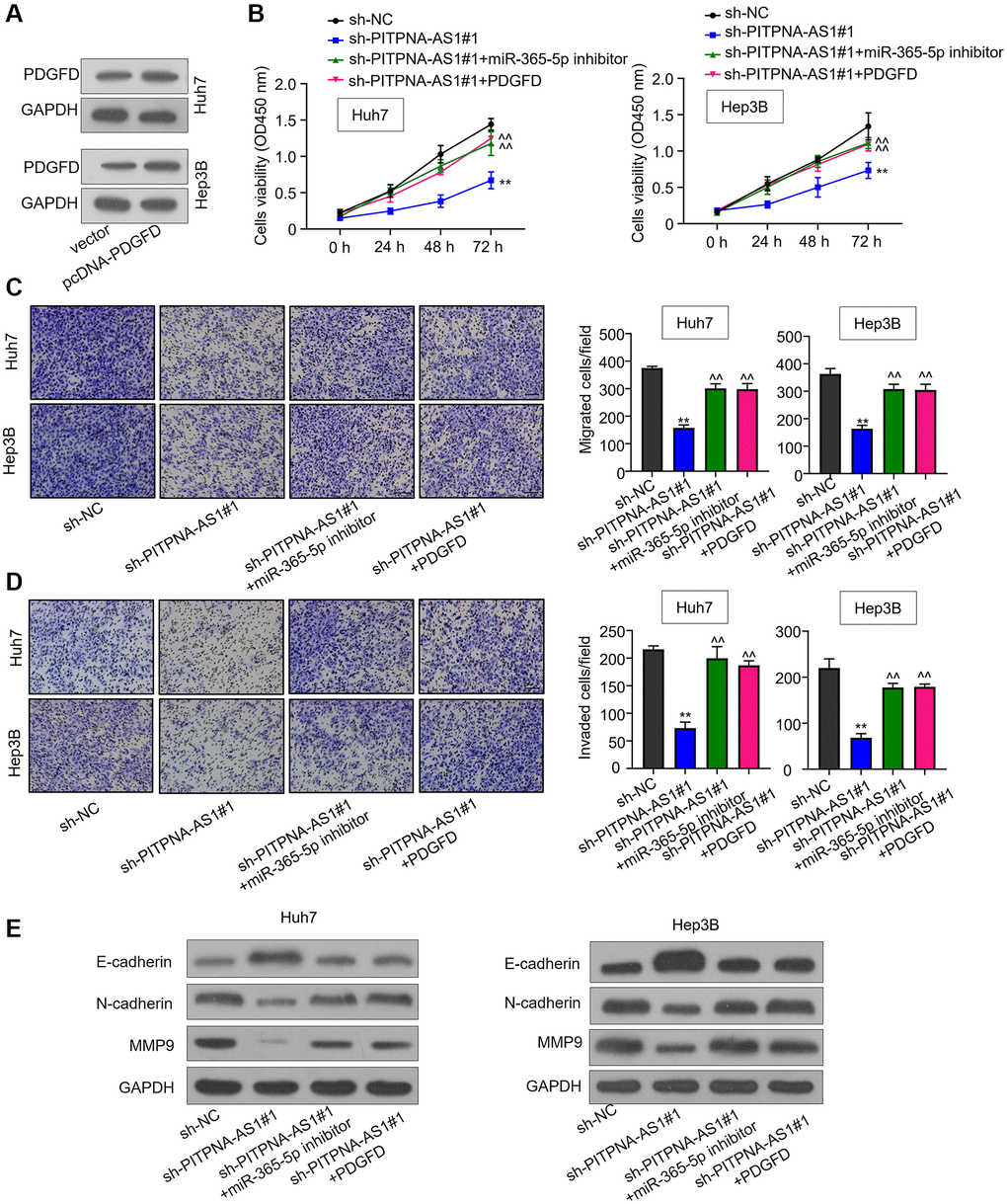 PITPNA-AS1 promotes HCC progression through the miR-363-3p/PDGFD axis. (A) Protein level of PDGFD in Huh7 and Hep3B cells transfected with pcDNA3.1-PDGFD. (B) Cell proliferation of HCC cells transfected with sh-NC, sh-PITPNA-AS1#1, sh-PITPNA-AS1#1+miR-363-5p inhibitor, or sh-PITPNA-AS1#1+miR-363-5p inhibitor + pcDNA3.1-PDGFD was examined by the CCK-8 assay. (C and D) Cell migration and invasion of Huh7 and Hep3B cells transfected with sh-NC, sh-PITPNA-AS1#1, sh-PITPNA-AS1#1+miR-363-5p inhibitor, or sh-PITPNA-AS1#1+miR-363-5p inhibitor+pcDNA3.1-PDGFD was investigated by the transwell assay. **P ^^P E) EMT-related protein levels of Huh7 and Hep3B cells transfected with sh-NC, sh-PITPNA-AS1#1, sh-PITPNA-AS1#1+miR-363-5p inhibitor, or sh-PITPNA-AS1#1+miR-363-5p inhibitor+pcDNA3.1-PDGFD were determined by western blot.