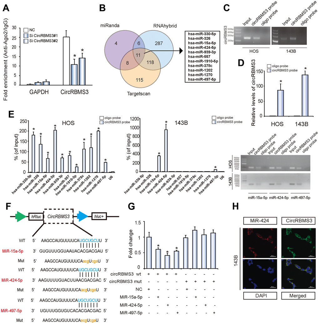 circRBMS3 serves as a sponge for miR-424 in OS cells. (A) AGO2 RNA immunoprecipitation assay for circRBMS3 levels in 143B cells stably expressing shcircRBMS3. Data represent the mean ± SD for three experiments. * P B) Schematic illustration showing overlapping of the target miRNAs of circRBMS3 predicted by miRanda, Targetscan, and RNAhybrid. (C, D) Lysates prepared from HOS and 143B cells were subjected to an RNA pull-down assay and tested by (C) RT–qPCR and (D) qPCR. Relative levels of circRBMS3 were normalized to input. Data represent the mean ± SD (n = 3). * P t-test). (E) The relative levels of 11 miRNA candidates in HOS and 143B cell lysates, as detected by qPCR and RT–qPCR. (F) Schematic illustration demonstrating complementary miR seed sequence with circRBMS3. Lowercase letters indicate mutated nucleotides. (G) 293T cells were co-transfected with miR mimics and a luciferase reporter construct containing wild-type (WT) or mutated (MUT) circRBMS3. Data represent the mean ± SD (n = 3). * P H) FISH images showing co-localization of circRBMS3 and miR-424 in 143B cells. CircRBMS3 probes were labeled with Alexa Fluor 488. Locked nucleic acid miR-424 probes were labeled with Cy3. Nuclei were stained with DAPI. Scale bar, 50 μm.