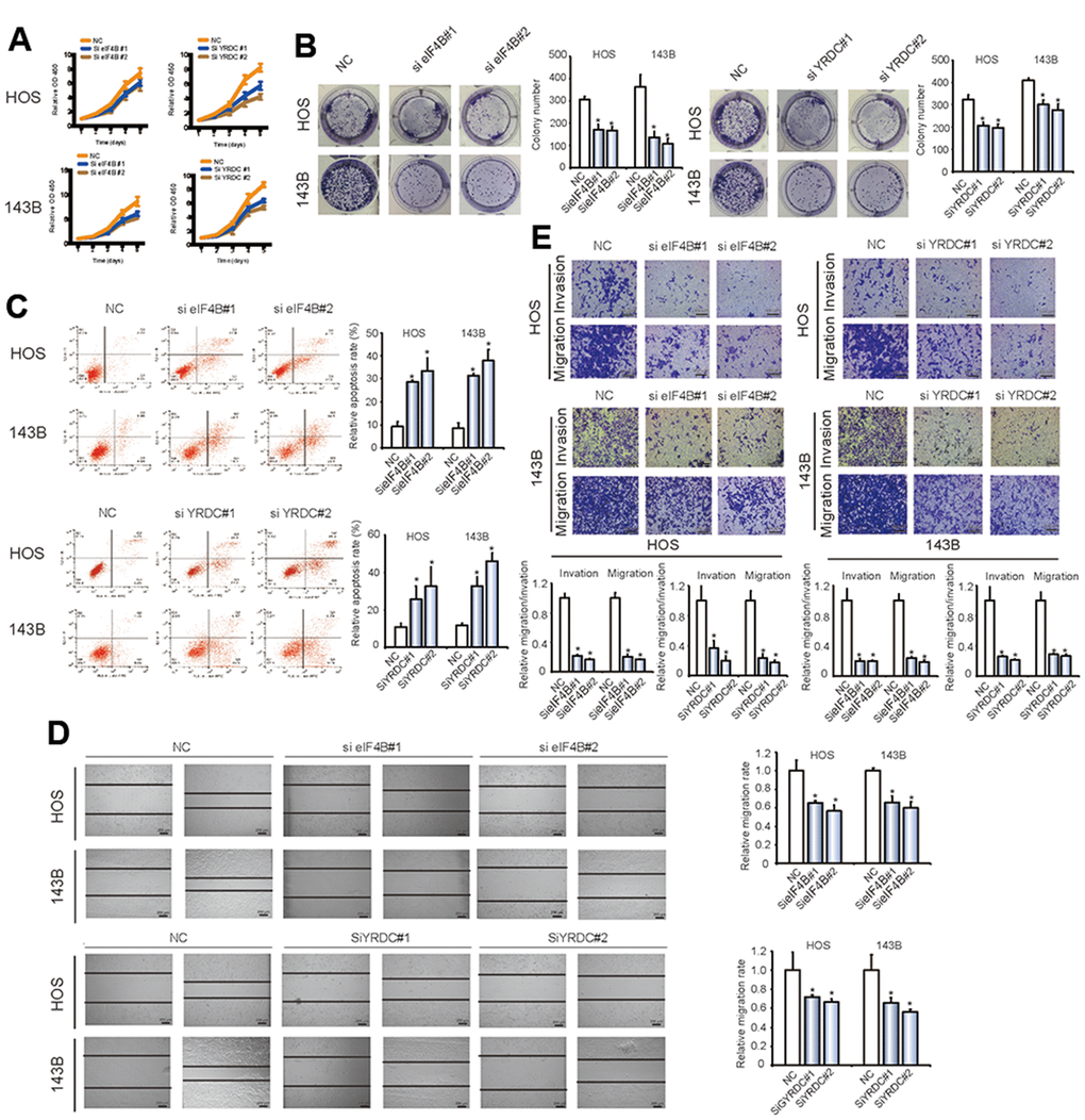 EIF4B and YRDC inhibit the migration and invasion of OS cells in vitro. (A) SiRNA-mediated EIF4B and YRDC knockdown suppressed OS cell proliferation, as determined in the CCK-8 assay. Data represent the mean ± SD (n = 6). (B) EIF4B and YRDC knockdown suppressed cell growth, as determined by the colony formation assay (details are shown in the insets). Error bars represent the mean ± SD of 3 independent experiments. * P C) HOS and 143B cells were transfected with EIF4B or YRDC siRNA, followed by Annexin V-FITC/PI staining. The percentage of apoptotic cells is shown as the mean ± SD from the 3 independent experiments. * P D) The effect of EIF4B or YRDC siRNA on cell migration capability was evaluated by a wound-healing assay using HOS and 143B cells. Data are mean ± SD, n = 3. * P E) EIF4B or YRDC knockdown suppresses cell migration and invasion abilities of HOS and 143B cells, as evaluated by Transwell migration and Matrigel invasion assays. Data represent the mean ± SD (n = 3). * P 