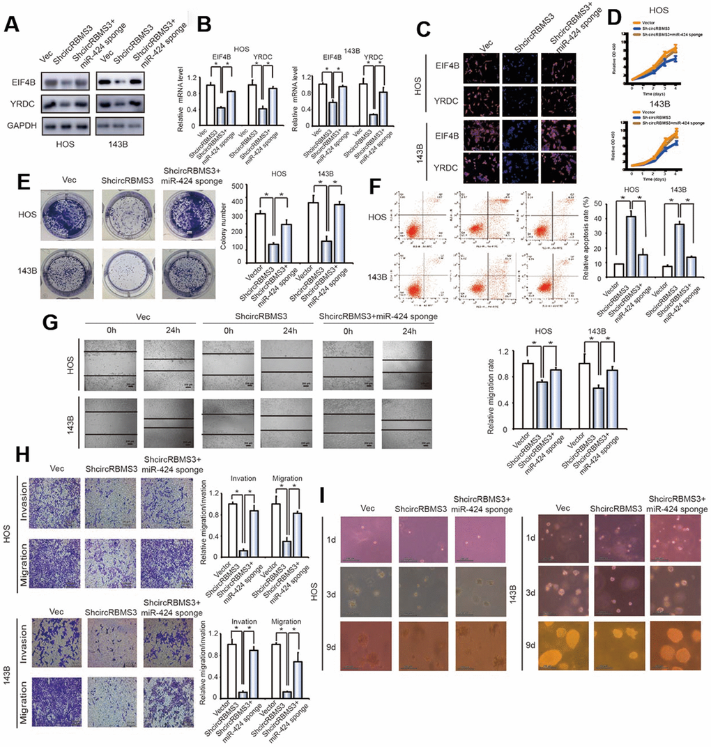 Knockdown of miR-424 reverses shcircRBMS3-induced attenuation of cell proliferation, migration, and invasion in OS cells. (A) The expression of EIF4B and YRDC in HOS and 143B cells was detected by western blot analysis. Cells were co-transfected with shcircRBMS3 and miR-424 sponge or control vector. Data represent the mean ± SD (n = 3). (B) The mRNA expression of EIF4B and YRDC in HOS and 143B cells was detected by RT-qPCR analysis. Cells were transfected with control vector and shcircRBMS3 with or without miR-424 sponge. Data represent the mean ± SD (n = 3). * P C) The expression of EIF4B and YRDC in HOS and 143B cells was detected by immunofluorescence analysis. Cells were transfected with control vector and shcircRBMS3, with or without miR-424 sponge. Data represent the mean ± SD (n = 3). Scale bars = 50 μm. (D) Proliferation of OS cells transfected with control vector and shcircRBMS3, with or without miR-424 sponge, was evaluated by the CCK-8 assay. Data represent the mean ± SD of three independent experiments. (E) miR-424 downregulation rescued the growth inhibition of circRBMS3 knockdown in OS cells, as determined by colony formation assays (details are shown in the insets). Data represent the mean ± SD (n = 3). * P F) Downregulation of both circRBMS3 and miR-424 resulted in fewer apoptotic cells in OS cells, compared with circRBMS3 inhibition alone. Apoptosis rates were determined by Annexin V-FITC/PI staining and FACS. Data represent the mean ± SD (n = 3). * P G) The downregulation of circRBMS3 and miR-424 on cell migration capability was evaluated by a wound-healing assay in HOS and 143B cells. Data represent mean ± SD (n = 3). * P H) Effects of circRBMS3 inhibition on cell migration and invasion were eliminated by miR-424 downregulation. Migration and invasion of OS cells transfected with control vector and shcircRBMS3, with or without miR-424 sponge, were evaluated by the Matrigel™ and transwell invasion assays. Scale bars = 50 μm. (I) OS cells transfected with control vector and shcircRBMS3 with or without miR-424 sponge were cultured in soft agar for 20 days. Colonies were photographed.