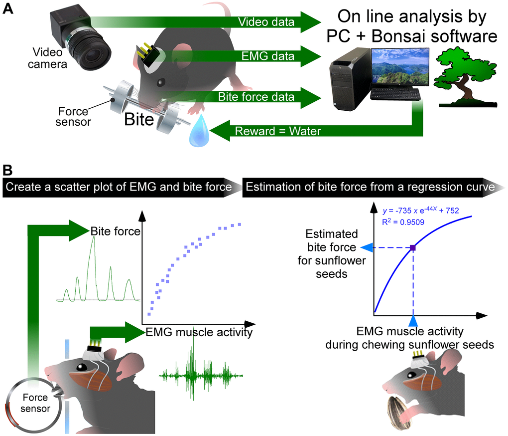 Newly developed closed-loop system and correlative electro- and force myograph (CLEF) analysis. (A) A closed-loop system to measure the bite force and EMG, simultaneously. The video data, EMG data, and bite force data were stored on a personal computer (PC) with Bonsai software. The bite force values were processed online in Bonsai; when the bite force values exceeded the threshold value, the PC output a signal to reward the mouse with water. (B) First, we created a scatter plot showing the correlation between EMG muscle activity and bite force when a mouse chewed a bite force sensor. A non-linear regression curve was created from the scatter plot. Then, the bite force during the mouse chewing sunflower seeds was estimated from EMG muscle activity based on the regression curve. For more details, see text and Kuramoto et al., 2022 [5].