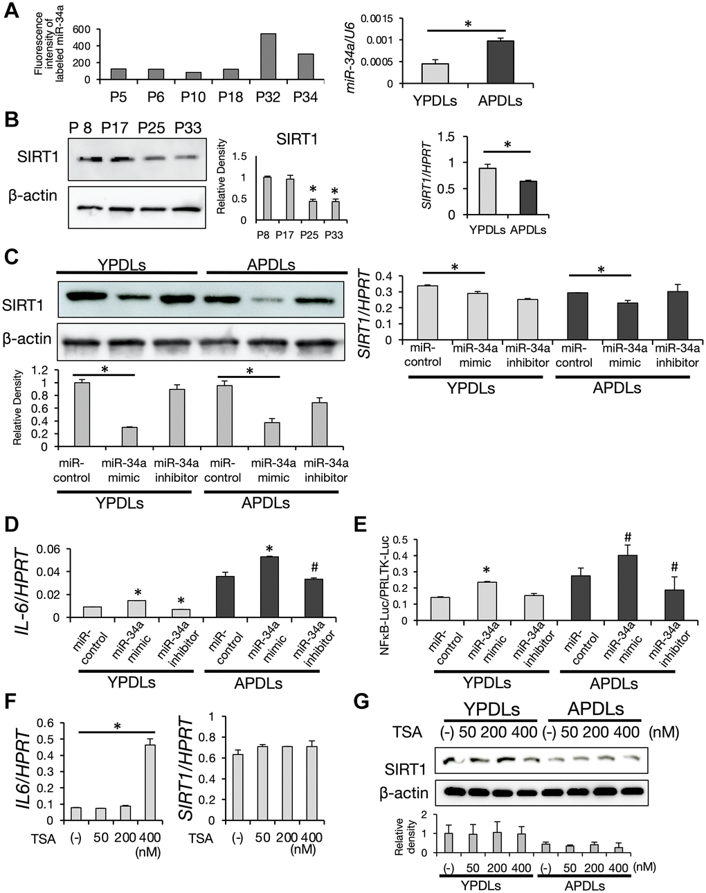 Increased expression of miR-34a in senescent HPDL cells. (A) Expression of miR-34a was increased depending on the passage of HPDL cells. Scores of the fluorescence intensity of labeled miR-34a in miRNA array analysis of P5, P6, P10, P18, P32, and P34 HPDL cells is displayed in the histogram. Right graph shows the expression of miR-34a in YPDLs (P6) and APDLs (P34) analyzed by qRT-PCR (*p B) Decreased expression of SIRT1 in senescent HPDL cells. Expression of SIRT1 protein in P8, P17, P25, and P33 HPDL cells analyzed by western blotting. β-Actin was used as a loading control and the relative protein levels were quantified. (*p *p C) Overexpression of miR-34a inhibited SIRT1 expression in HPDL cells. MiR-34a mimic and anti-miR-34a oligonucleotides were transfected into YPDLs and APDLs. Expression of SIRT1 protein was analyzed by western blotting. β-Actin was used as a loading control and the relative protein levels were quantified. Right graph shows the expression of SIRT1 measured by qRT-PCR. (*p D) Overexpression of miR-34a upregulated IL-6 expression in HPDL cells. Expression of IL-6 was measured by qRT-PCR (*p #p E) Overexpression of miR-34a upregulated NF-κB activity in HPDL cells. NF-κB transcription activity was analyzed by a luciferase reporter assay (*p #P F) TSA treatment induced IL-6 in YPDLs (P6). Expression of IL-6 and SIRT1 mRNA in YPDLs after TSA treatment (0, 50, 200, and 400 nM) was quantified by qRT-PCR (*p G) Expression of SIRT1 in YPDLs and APDLs after TSA treatment (0, 50, 200, and 400 nM). Expression of SIRT1 protein was analyzed by western blotting. β-Actin was used as a loading control and the relative protein levels were quantified. Representative data from three experiments are shown.