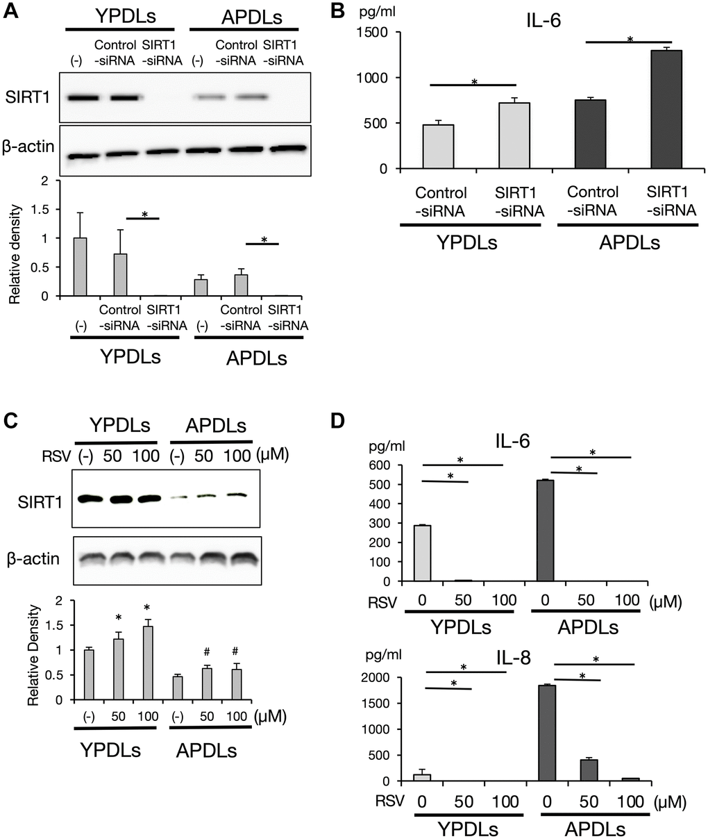 SIRT1 regulates IL-6 production in senescent HPDL cells. (A) Expression of SIRT1 after si-SIRT1 or si-control transfection into YPDLs and APDLs. Β-Actin was used as a loading control and the relative protein levels were quantified (*p B) Expression of IL-6 after si-SIRT1 or control transfection into YPDLs and APDLs. IL-6 production from YPDLs and APDLs was measured by an ELISA (*p C) Expression of SIRT1 after SIRT1 activator, resveratrol treatment, at the protein level measured by western blotting. Β-Actin was used as a loading control and the relative protein levels were quantified (*p #P D) IL-6 and IL-8 productions from YPDLs and APDLs after resveratrol treatment (0, 50 and 100 μM) (*p 