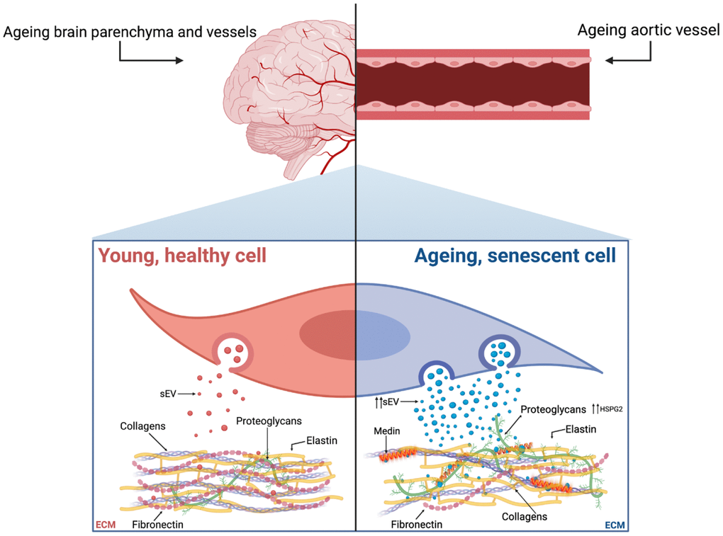 Proposed mechanism showing the parallels between age-associated brain and vascular amyloidosis, with both being mediated by sEVs and affected by cellular senescence. In the aorta, VSMC senescence acts as a trigger for medin accumulation, by increasing sEV secretion and enriching the ECM with HSPG2. These processes share similarities with the mechanisms regulating Aβ accumulation during AD and CAA, which could be key to understanding the build-up of medin in the brain and its colocalisation with other amyloid proteins. Created with https://BioRender.com.