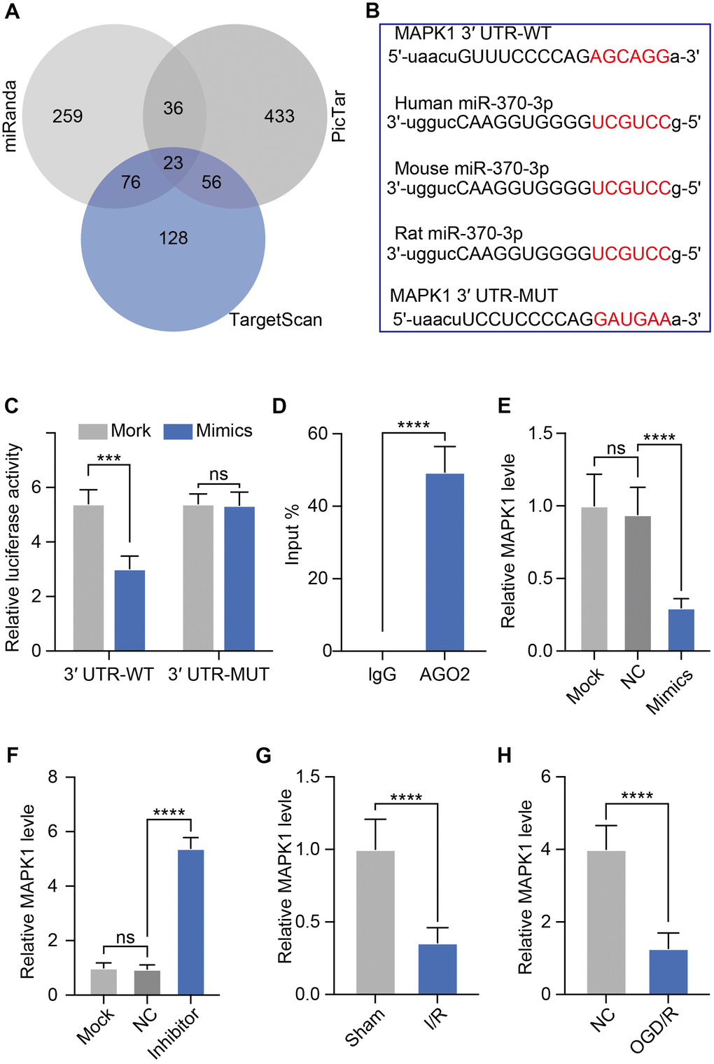 miR-370-3p directly targets MAPK1. (A) Candidate genes from three databases were shown in a Venn diagram. (B) Luciferase reporter constructs with WT or mutant (MUT) MAPK1 3'-UTR binding sites are shown schematically. (C) Following co-transfection of miR-370-3p mimics with WT or MUT reporter plasmids, luciferase activity in bEND.3 cells was assessed. (D) Interactions between MAPK1 and miR-370-3p were tested using RNA immunoprecipitation. (E, F) Relative MAPK1 expression in bEND.3 cells with miR-370-3p mimics or miR-370-3p inhibitor treatment. (G, H) Levels of MAPK1 in both cerebral I/R rats and OGD/R in bEND.3 cells.