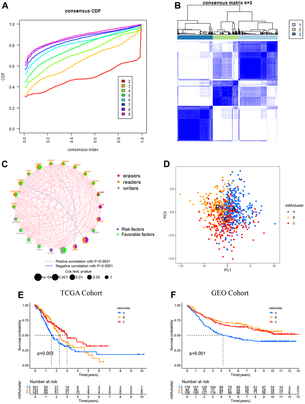 Patterns of m6A methylation modification. (A) CDF (cumulative distribution function; k = 2–9) in the right panel. (B) Depending on the consensus clustering matrix (k = 3), the patients with STAD were classified into three clusters. (C) Interactions among 22 m6A regulators in STAD. Circles in varying colors were used to represent differing RNA modifications, where red indicated Erasers, orange indicated readers, and gray indicated writers. Besides, green and purple circles, respectively, referred to the favorable and risky factors. (D) PCA (principal component analysis)-based map depicting prominent differences among the three m6A clusters. (E) Kaplan–Meier OS (overall survival) plots of 3 m6A clusters for the TCGA cohort (p = 0.003). (F) Kaplan–Meier OS plots of three m6A clusters for the GEO cohort (p 6A cluster C as compared to the other 2 clusters.