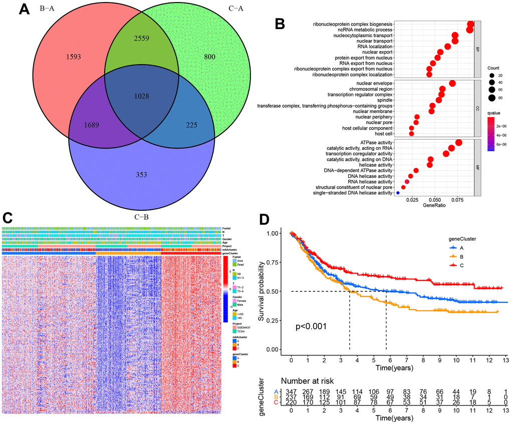 The construction of m6A gene clusters and relevant functional annotations. (A) Venn plot depicting 1,028 DEGs (differentially expressed genes) among three m6A clusters. (B) GO enrichment findings of 1,028 intersecting genes. (C) Intersect gene-based consensus clustering result of patients into three separate gene clusters. (D) Kaplan–Meier plots for the three m6A gene clusters (p 