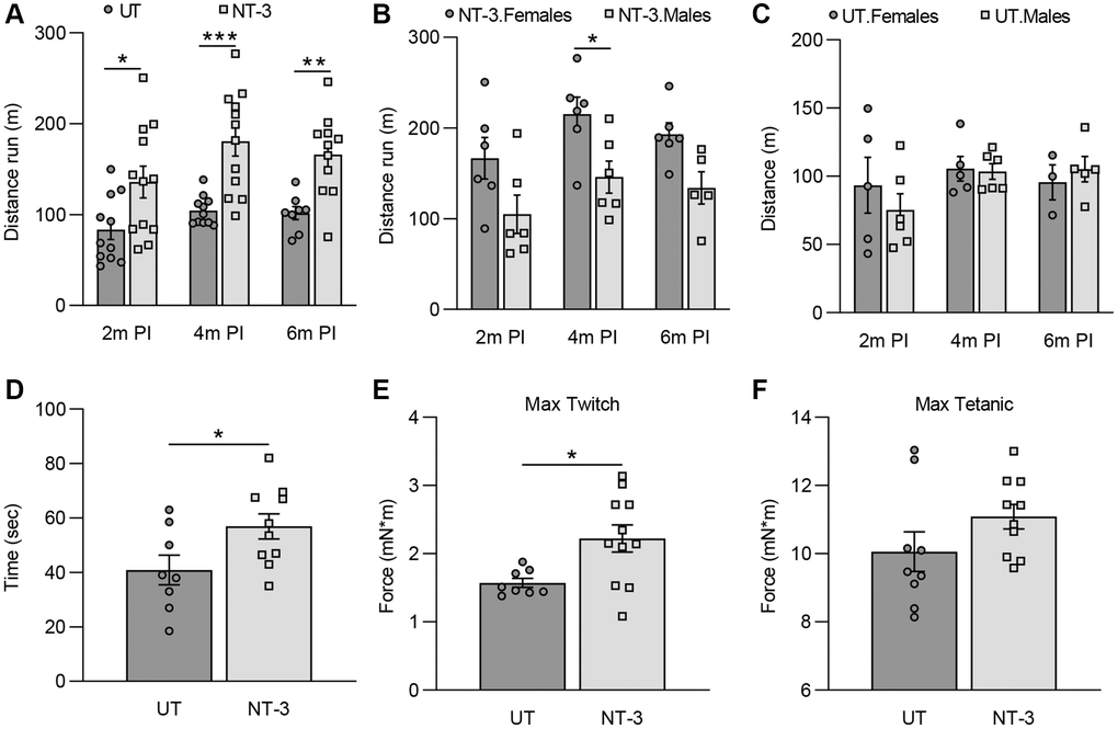 Functional and in vivo muscle physiology improvements in 2-year-old C57BL/6 mice with AAV1.NT-3 gene transfer therapy. (A–C) Treadmill performance test performed at 2-, 4-, and 6-months post-injection (PI). (A) AAV1.NT-3 treated mice showed significant improvement at the time points tested (2 months PI, NT-3: 135.8 m, n = 12 vs. UT: 83.5 m, n = 11, p = 0.0184; 4 months PI, NT-3: 180.6 m, n = 12 vs. UT: 104.4 m, n = 11, p = 0.0003; 6 months PI, NT-3: 166.1 m, n = 11, vs. UT: 101.6 m, n = 8; p = 0.0077). (B) Treadmill performance of the female mice was better than the males in the treated cohort (2 months PI, F: 166.7 m, n = 6 vs. M: 104.9 m, n = 6; 4 months PI, F: 215.3 m, n = 6 vs. M: 145.9 m, n = 6, p = 0.0394; 6 months PI, F: 192.9 m, n = 6, vs. M: 133.9 m, n = 5) while no sex effect was observed in the (C) untreated cohort (2 months PI, F: 93.4 m, n = 5 vs. M: 75.3 m, n = 6; 4 months PI, F: 105.5 m, n = 5 vs. M: 103.5 m, n = 6; 6 months PI, F: 95.6 m, n = 3, vs. M: 105.2 m, n = 5). (D) AAV1.NT-3 treated mice showed significant improvement in the rotarod at end point (NT-3: 56.9 sec, n = 10 vs. UT: 40.9 sec, n = 8, p = 0.0374). In vivo muscle contractility assay showed a higher force output in (E) maximum twitch response in the treated cohort whereas (F) increase in the maximum tetanic measurement did not reach significance levels (Max twitch, NT-3: 2.22 mN*m, n = 11 vs. UT: 1.57 mN*m, n = 8, p = 0.0149; Max tetanic, NT-3: 11.09 mN*m, n = 10 vs. UT: 10.06 mN*m, n = 9). Data is represented as mean ± SEM; Two-way ANOVA, Sidak’s multiple comparisons test for (A–C) and student t-test for (D–F); *p **p ***p ****p 