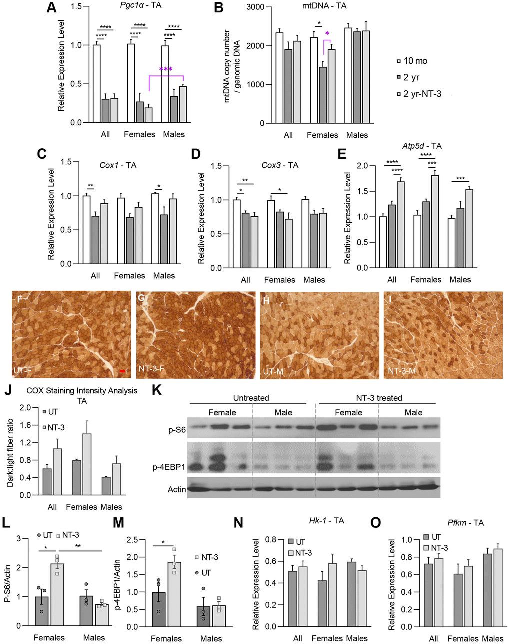 NT-3-treatment-induced changes on markers of mitochondrial biogenesis, oxidative phosphorylation and mTORC1 pathway in tibialis anterior muscle. Bar graphs represent (A) relative expression levels of Pgc1α, (B) mtDNA copy number/genomic DNA, relative expression levels of (C) Cox1, (D) Cox3, and (E) Atp5d genes of tibialis anterior muscle in treated and untreated C57BL/6 mice (n = 8, 10-month-old (mo) mice; n = 8, 2-year-old untreated mice (2 yr); n = 9, 2-year-old NT-3 treated (2 yr-NT-3) mice; with equal sex distribution). (F–I) Representative images of COX-stained sections of tibialis anterior muscle in the treated and untreated female and male mice. Scale bar: 25 μm, applies to all images (J) Bar graphs showing the intensity analysis on COX-stained sections (n = 6, untreated mice; n = 6, NT-3 treated mice; with equal sex distribution). (K) Western blots showing the expression level of p-S6, and p-4E-BP1 proteins. Protein levels of (L) p-S6, and (M) p-4E-BP1 normalized to Actin (n = 6 for both cohorts with equal sex distribution, blots were cropped for conciseness). Relative expression levels of (N) Hk-1 and (O) Pfkm enzymes (n = 8, 2-year-old untreated mice; n = 9, 2-year-old NT-3 treated mice). Student t-test for the analysis marked with purple asterisk. Two-way ANOVA, Tukey’s multiple comparisons test. Data is represented as mean ± SEM; *p **p ***p ****p 
