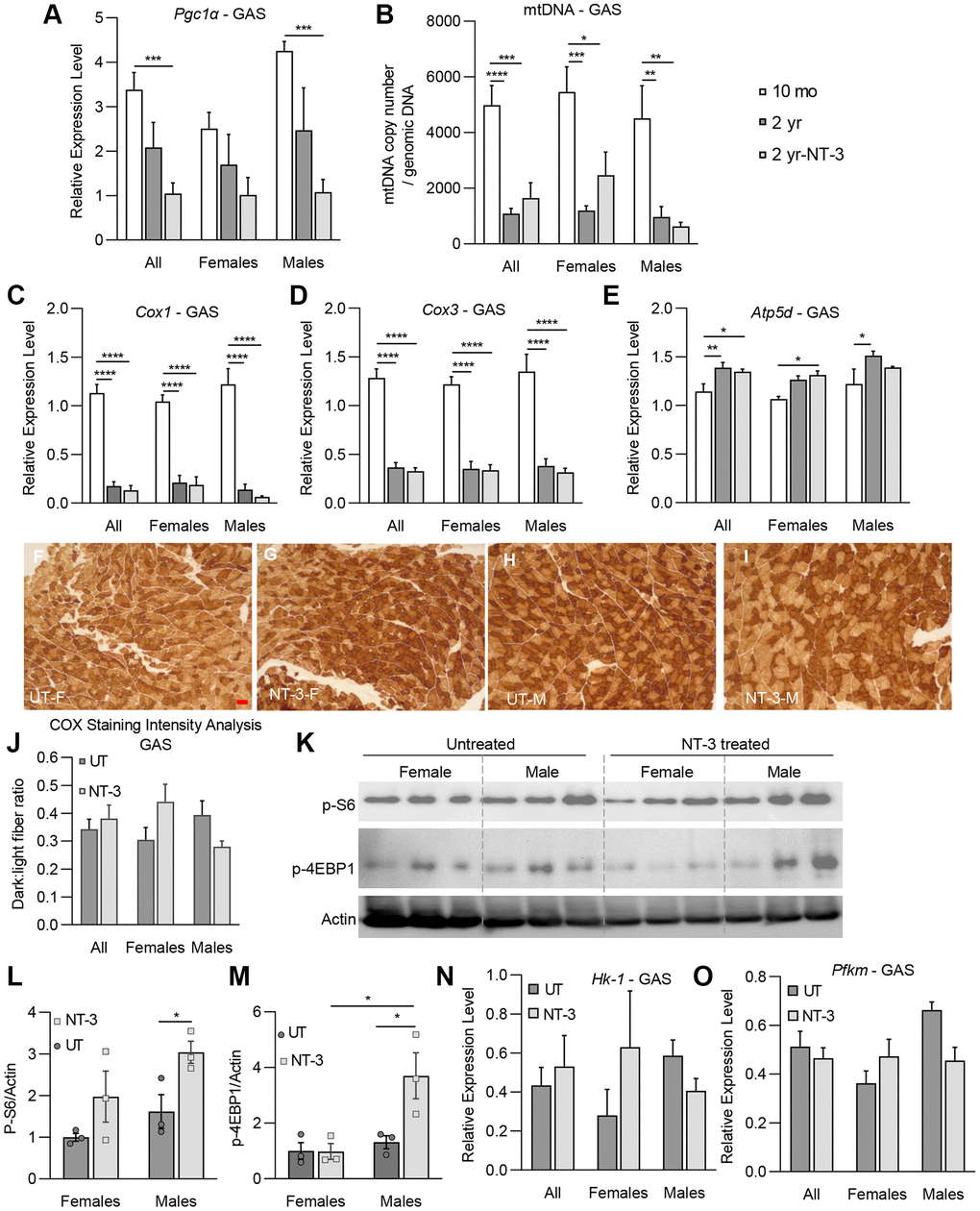 NT-3-treatment-induced changes on markers of mitochondrial biogenesis, oxidative phosphorylation and mTORC1 pathway in gastrocnemius muscle. Bar graphs represent (A) relative expression levels of Pgc1α, (B) mtDNA copy number/genomic DNA, relative expression levels of (C) Cox1, (D) Cox3, and (E) Atp5d genes of gastrocnemius muscle in treated and untreated aged C57BL/6 mice. (n = 8, 10-month-old (mo) mice; n = 8, 2-year-old (2 yr) untreated mice; n = 9, 2-year-old NT-3 treated (2 yr-NT-3) mice; with equal sex distribution). (F–I) Representative images of COX-stained sections of tibialis anterior muscle in the treated and untreated female and male mice. Scale bar: 25 μm, applies to all images (J) Bar graphs showing the intensity analysis on COX-stained sections (n = 7, untreated mice; n = 8, NT-3 treated mice; with equal sex distribution). (K) Western blots showing the expression level of p-S6, and p-4E-BP1 proteins. Protein levels of (L) p-S6, and (M) p-4E-BP1 normalized to Actin (n = 6 for both cohorts with equal sex distribution, blots were cropped for conciseness). Relative expression levels of (N) Hk-1 and (O) Pfkm enzymes (n = 8, 2-year-old untreated mice; n = 9, 2-year-old NT-3 treated mice). Student t-test for part L. Two-way ANOVA, Tukey’s multiple comparisons test. Data is represented as mean ± SEM; *p **p ***p ****p 