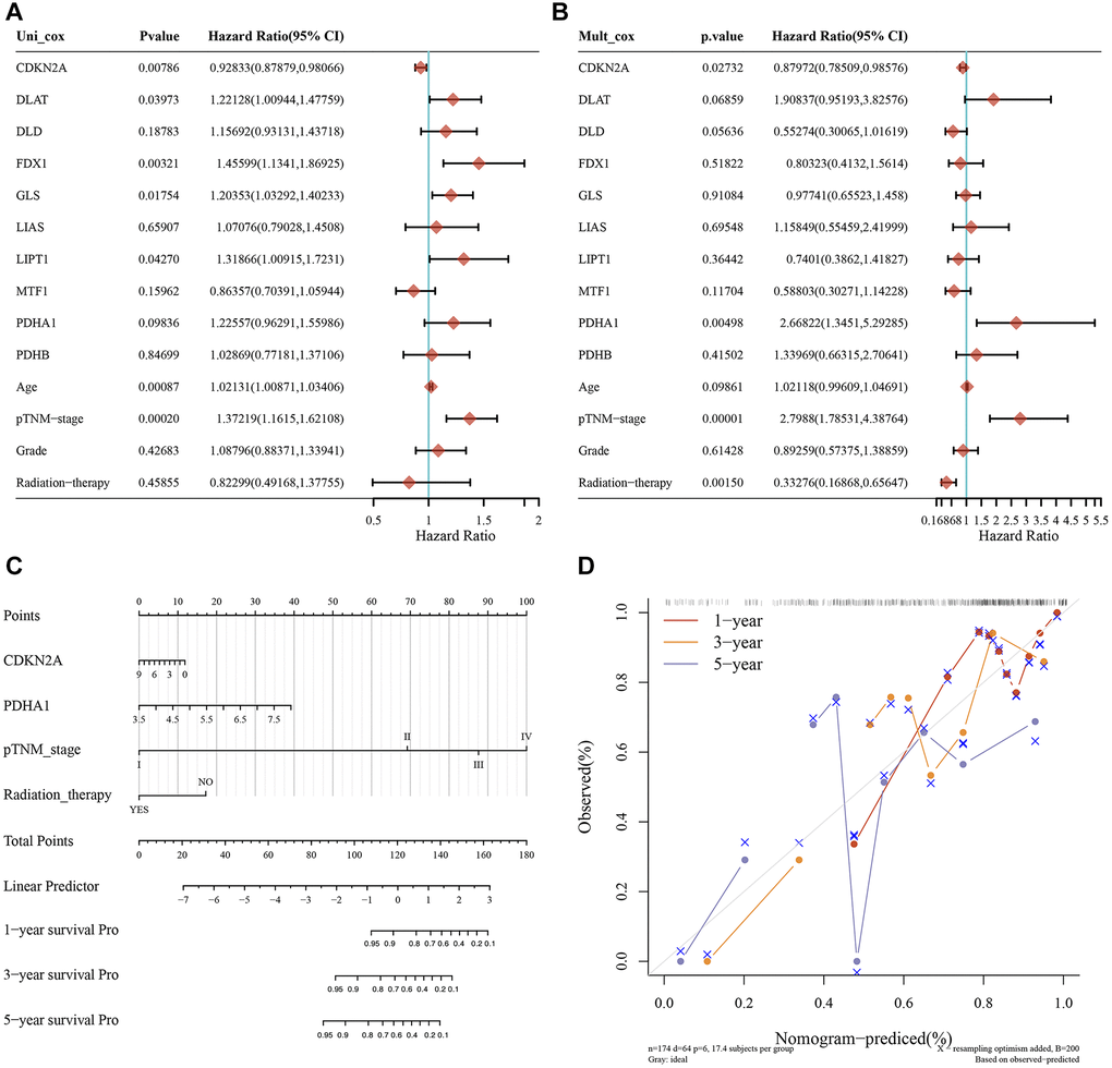 Predictive nomogram of CAGs in HNSC. (A, B) Univariate (A) and multivariate (B) COX analysis were used to determine the P-value, HR, and confidence intervals of 10 CAGs expression and clinical characteristics. (C) The 1-, 3-, and 5-year overall survival rates of HNSC patients were predicted by Nomogram. (D) The diagonal dashed lines represent the ideal nomogram.