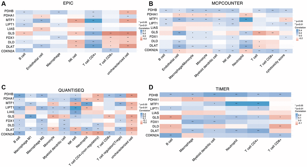 Correlation between CAGs expression and various immune cells infiltration of HNSC. (A–D) Four algorithms including EPIC (A), MCP-counter (B), quanTIseq (C) and TIMER (D) to evaluate the correlation between CAGs and immune cell infiltration. The ordinate represents CAGs, the abscissa represents different immune cells. *stands for significance levels, *for p 