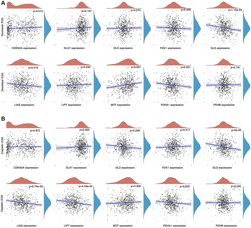 Correlation between CAGs expression and drug sensitivity. (A, B) Spearman correlation analysis of cisplatin (A) docetaxel (B) IC50 score and CAG expression.