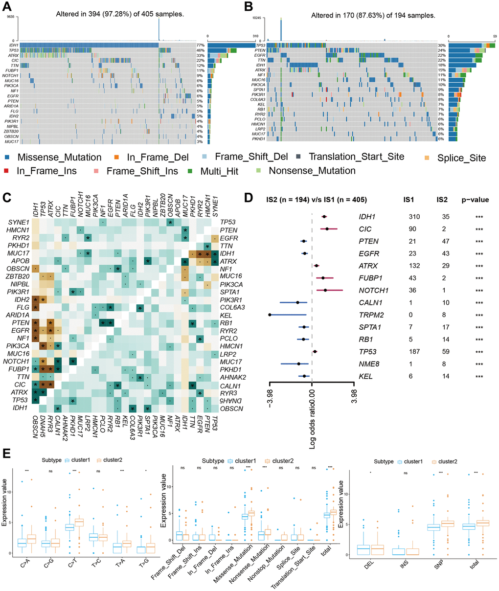 The mutation landscape of two cluster groups. (A, B) Waterfall diagram displays the mutation landscape of the top 20 most commonly mutation genes. (C) The heatmap analyzes the mutual co-occurrence and exclusion mutations of the top 25 commonly mutation genes. (D) The forest plot shows the top 10 most distinctively mutation genes between the two groups. (E) Boxplots displaying the comparisons of mutation frequencies of each mutation type classified by effects, SNV, DEL, INS, and SNP.