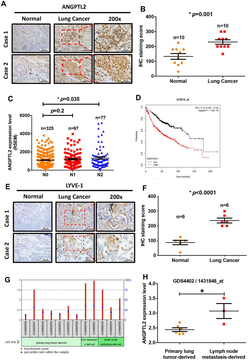 Levels of ANGPTL2 expression correlate with clinicopathologic features of lung adenocarcinoma tissue infiltrated by lymphatic vessels. (A, B) ANGPTL2 expression in human lung cancer tissue and adjacent normal tissue samples was analyzed by IHC staining. (C) The association between ANGPTL2 expression and regional lymph node metastasis was analyzed in samples from the TCGA database. (D) Associations between ANGPTL2 expression and overall survival rates of lung cancer patients were analyzed using the Kaplan-Meier Plotter database. (E, F) LYVE-1 expression in human lung cancer tissue and adjacent normal tissue samples was analyzed by IHC staining. (G, H) Data obtained from the GEO database (GDS4402/1431848