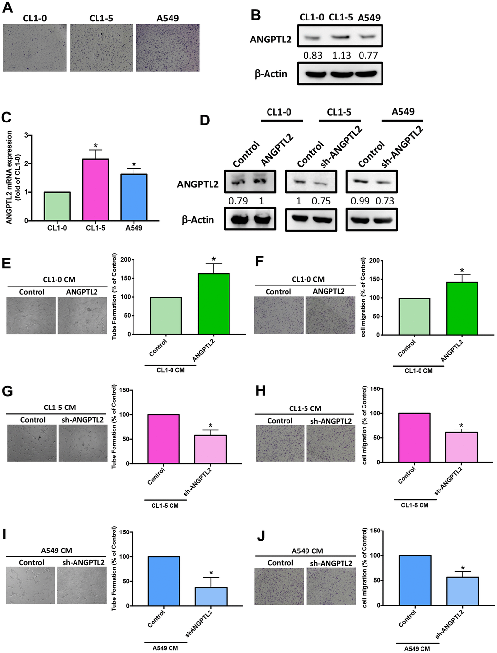 ANGPTL2 levels correlate with lung cancer cell migratory activity and facilitate LEC tube formation and migration. (A) The migratory ability of human lung cancer cell lines (CL1-0, CL1-5 and A549) was measured by the Transwell assay. (B, C) ANGPTL2 mRNA and protein expression in lung cancer cell lines was examined by Western blot (n=3) and qPCR. (D) Cells were transfected with ANGPTL2 cDNA or shRNA, then ANGPTL2 expression was measured by Western blot (n=3). *p E–J) Cells were transfected with ANGPTL2 cDNA or shRNA. The CM was collected and applied to the LECs. LEC tube formation and migration was examined. *p 