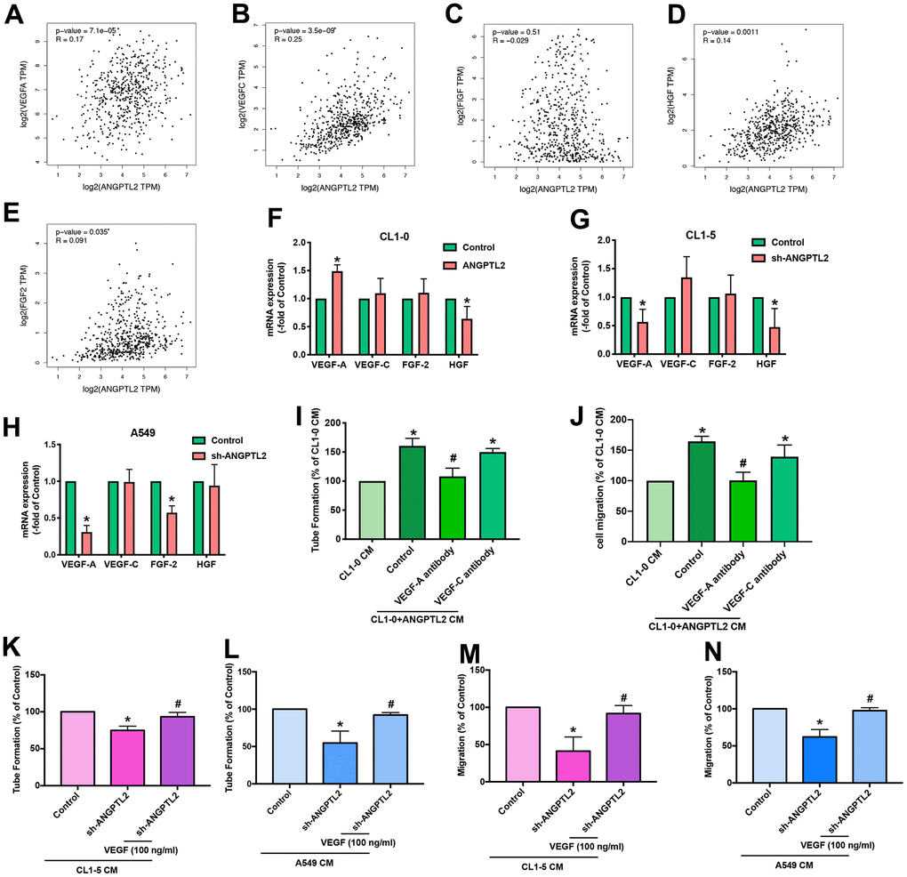 ANGPTL2 promotes VEGF-A-dependent LEC tube formation and migration. (A–E) Associations between ANGPTL2 expression and lymphangiogenic factors (VEGF-A, VEGF-C, FIGF, HGF and FGF2) were analyzed using data from the TCGA database. (F–H) CL1-0 cells were transfected with ANGPTL2 cDNA; CL1-5 and A549 cells were transfected with ANGPTL2 shRNA. Levels of mRNA expression were examined by qPCR. *p I, J) CL1-0 cells were transfected with ANGPTL2 cDNA. The CM was collected and applied to the LECs with VEGF-A or VEGF-C antibody. LEC tube formation and migration was examined. (K–N) Cells were transfected with ANGPTL2 shRNA. The CM was collected and applied to the LECs with VEGF-A. LEC tube formation and migration was examined. *p p p 