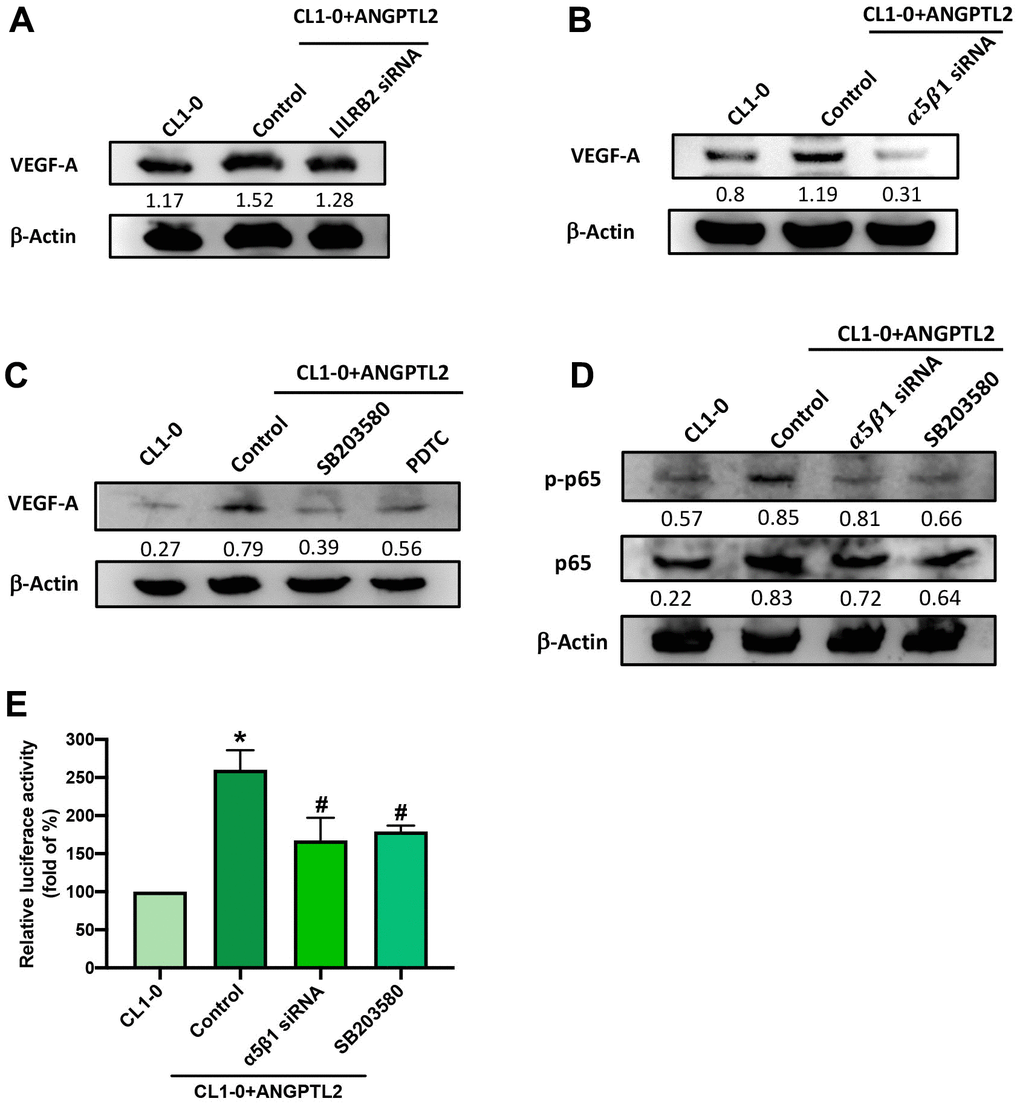 ANGPTL2 increases VEGF-A synthesis in lung cancer cells via the integrin α5β1 receptor, p38 and NF-κB signaling. (A–C) Cells were transfected with ANGPTL2 cDNA, then stimulated with LILRB2 and integrin α5β1 siRNA or SB203580 and PDTC; VEGF-A expression was measured by Western blot (n=3). Quantitative data of the protein level were obtained using ImageJ software. Densitometric analysis of protein expression was normalized to β-actin. (D, E) Cells were transfected with ANGPTL2 cDNA, then stimulated with integrin α5β1 siRNA and SB203580; p38 and NF-κB activation was measured by Western blot (n=3) and NF-κB luciferase activity. Quantitative data of the protein level were obtained using ImageJ software. Densitometric analysis of protein expression was normalized to β-actin. *p p 