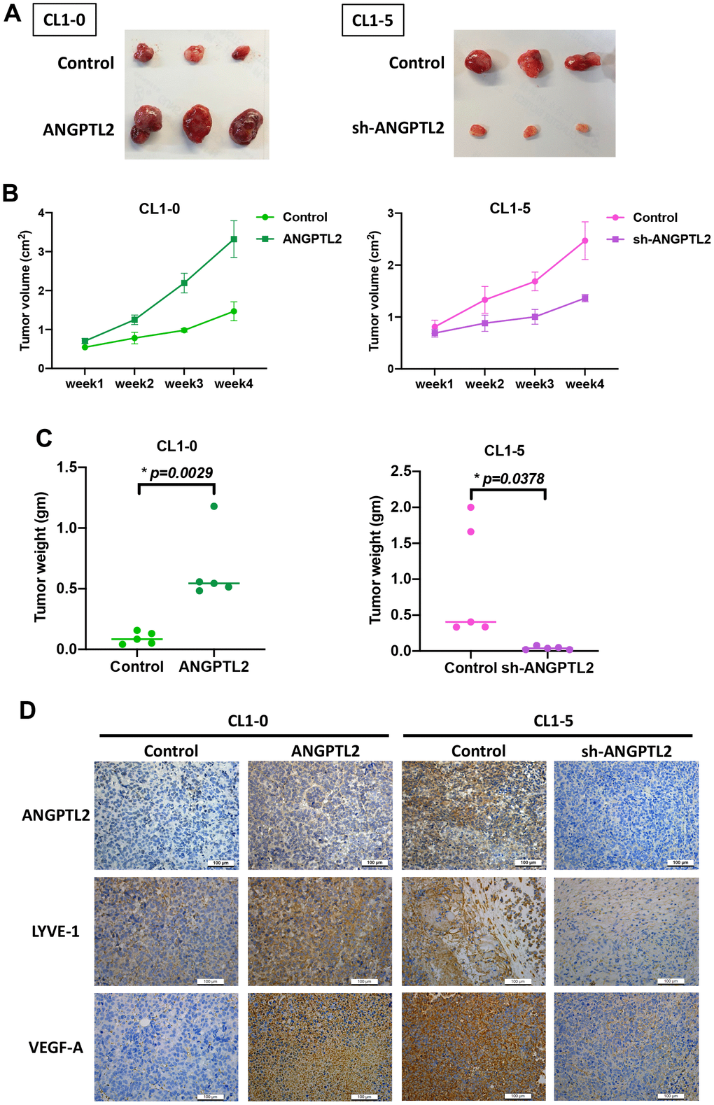 ANGPTL2 promotes tumor growth and lymphangiogenesis in vivo. (A–C) CL1-0 and CL1-5 cells were subcutaneously injected into the right flanks of BALB/c-nu mice. Four weeks later, the mice were sacrificed and the tumors were excised and weighed (n=5). (D) Tumor sections were immunostained using ANGPTL2, LYVE-1 and VEGF-A antibodies. *p 