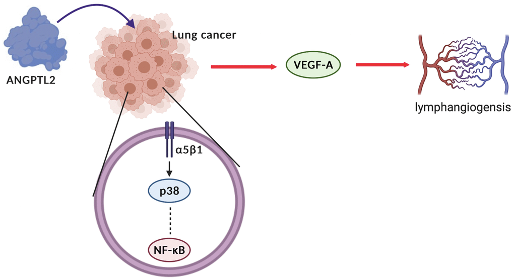 Schematic diagram summarizes the mechanisms by which ANGPTL2 facilitates lymphangiogenesis in human lung cancer cells. ANGPTL2 increases VEGF-A production and subsequently facilitates LEC lymphangiogenesis in human lung cancer cells via the integrin α5β1 receptor, p38 and NF-κB signaling.