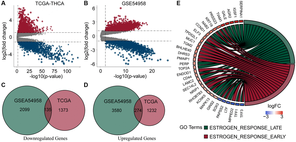Analysis of DEGs and enrichment in PTC and normal thyroid samples. (A, B) Volcano plots of DEGs of TCGA-THCA and GSE54958 datasets. (C, D) Venn diagram of down- and up-regulated genes in TCGA and GSE54958 showed that 135 genes were down-regulated and 274 genes were upregulated. (E) DEGs were predominantly enriched in estrogen response-related pathways.