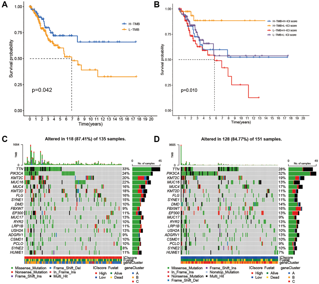 Correlations between TMB and ICI Score. (A) Survival plots of two TMB subgroups. (B) Survival plots combined with TMB and ICI scores. (C) Distribution of gene mutation in the high ICI score group. (D) Distribution of gene mutation in the low ICI score group.